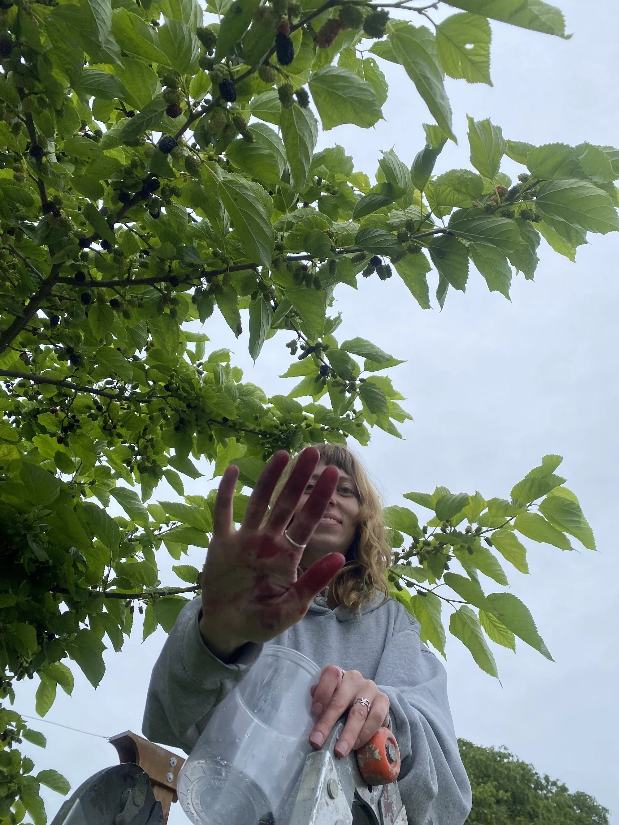 Lillian mulberries.jpg