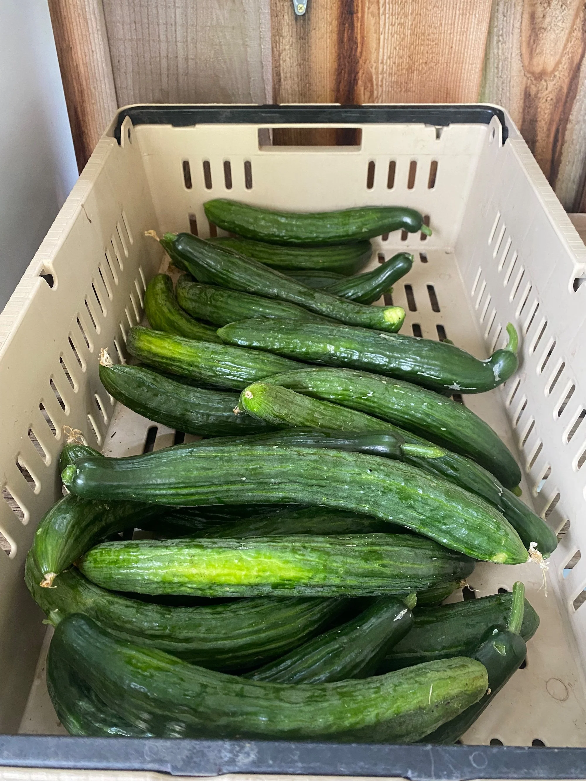 cucumber.jpg