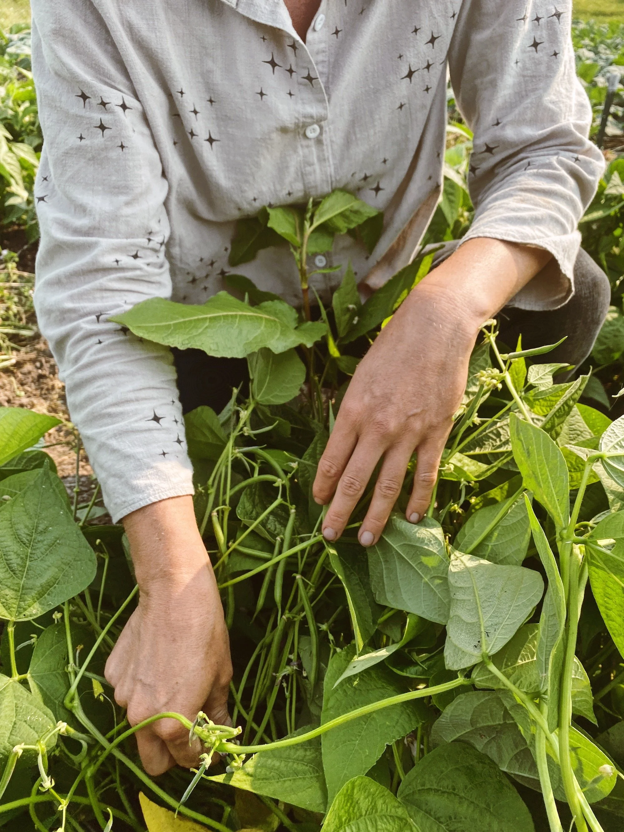 green bean harvesting.jpg