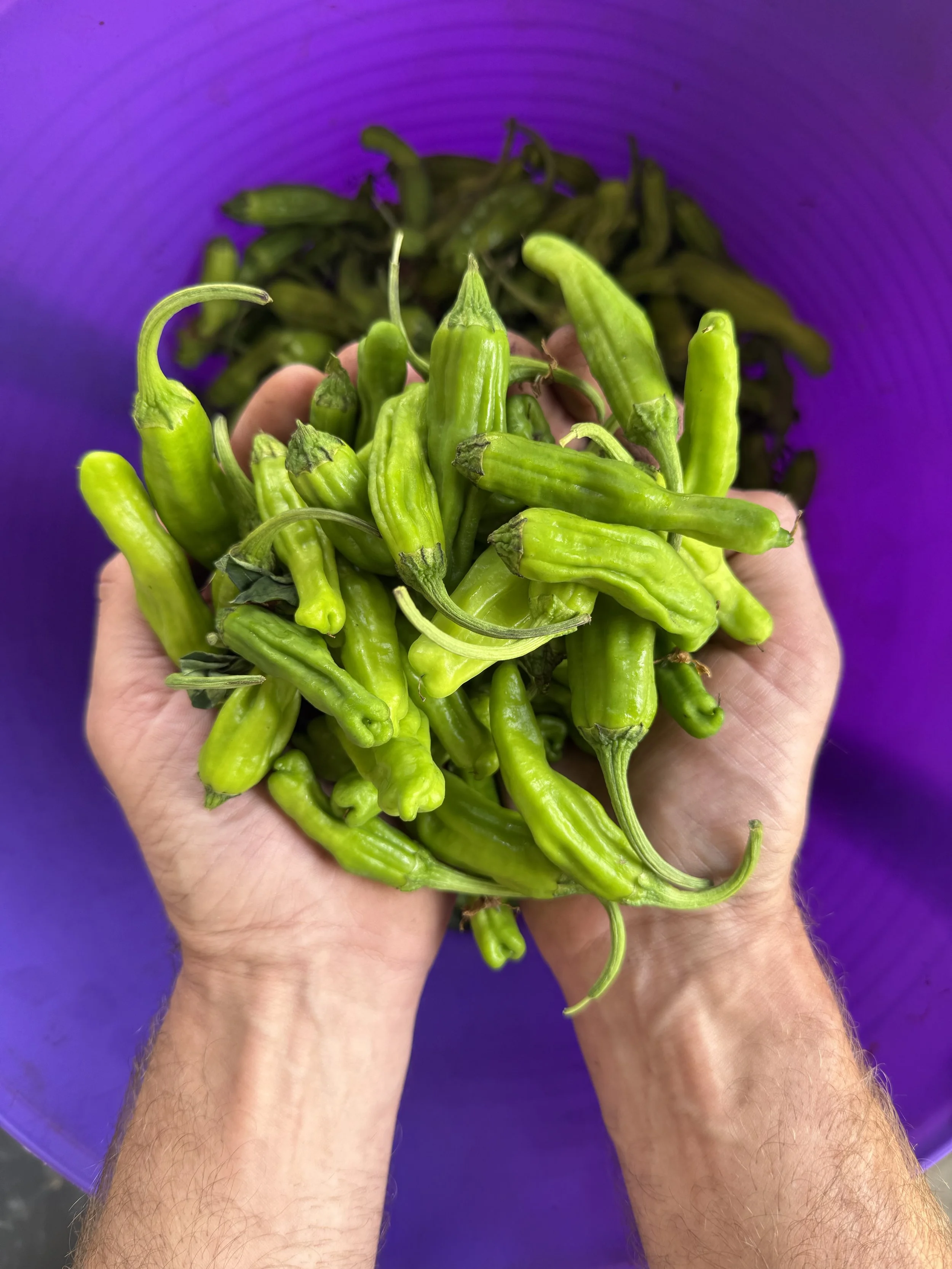 August Newsletter: Attention