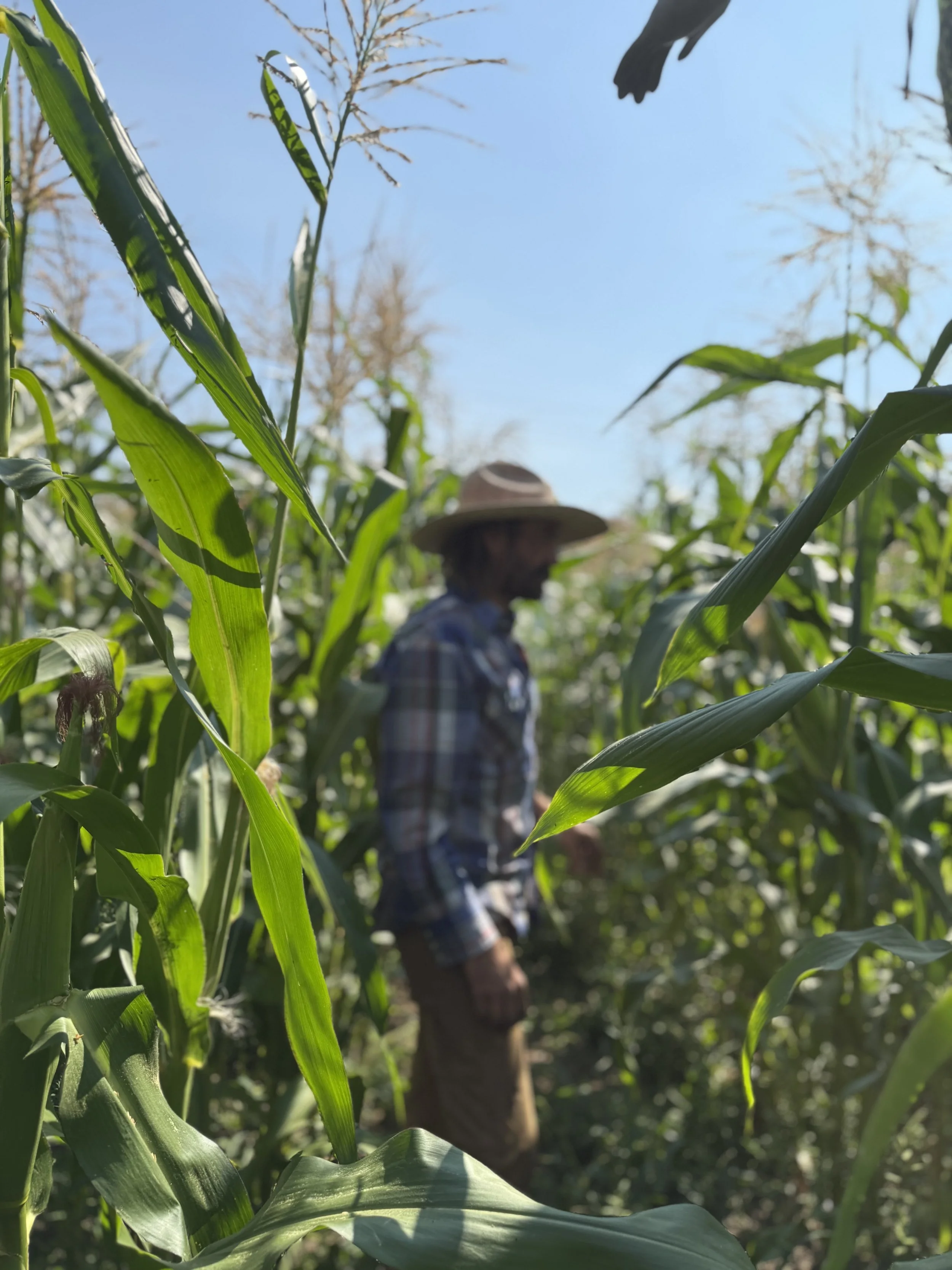 All Eyes On The Corn