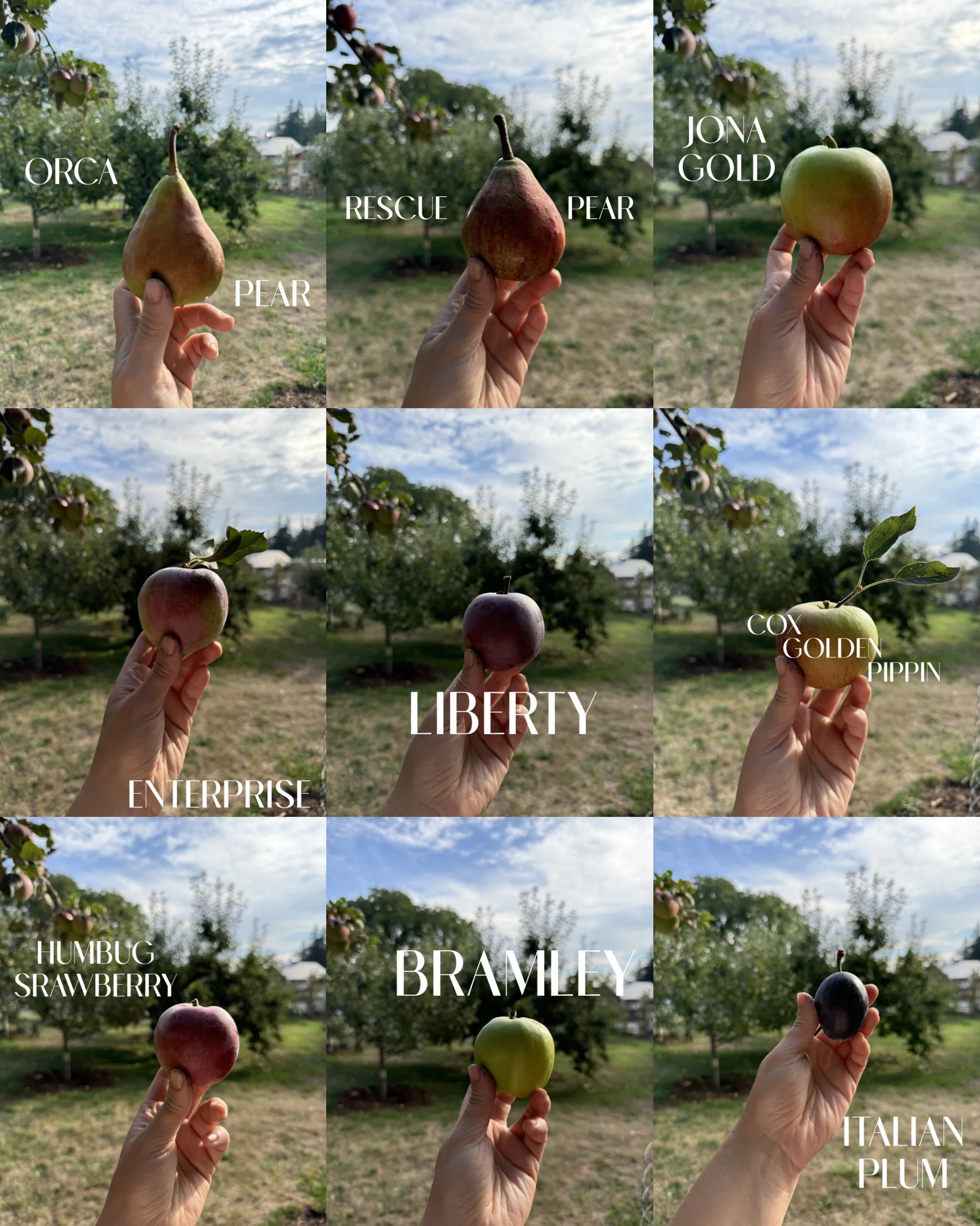 In The Orchard