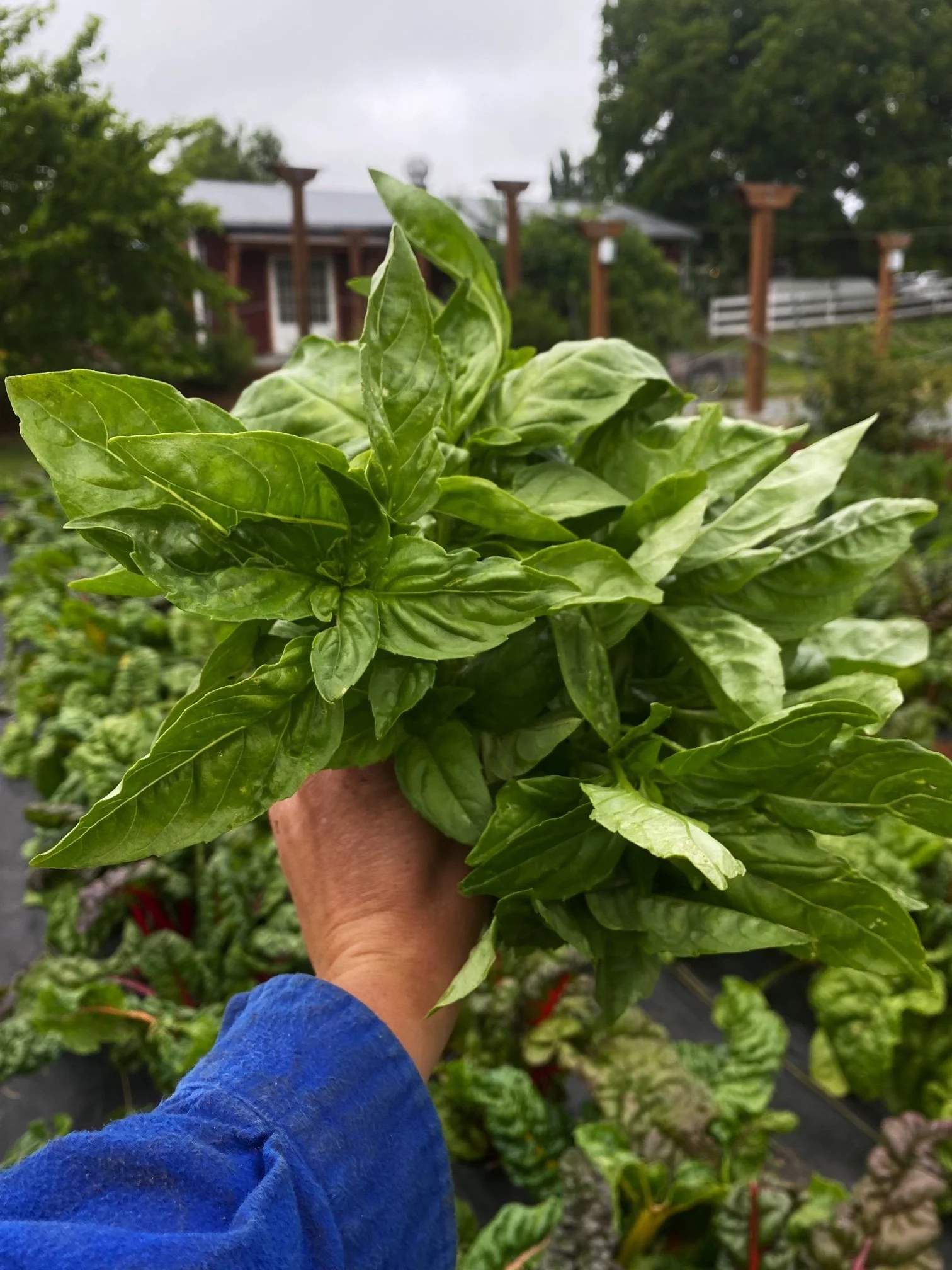 Basil.jpg