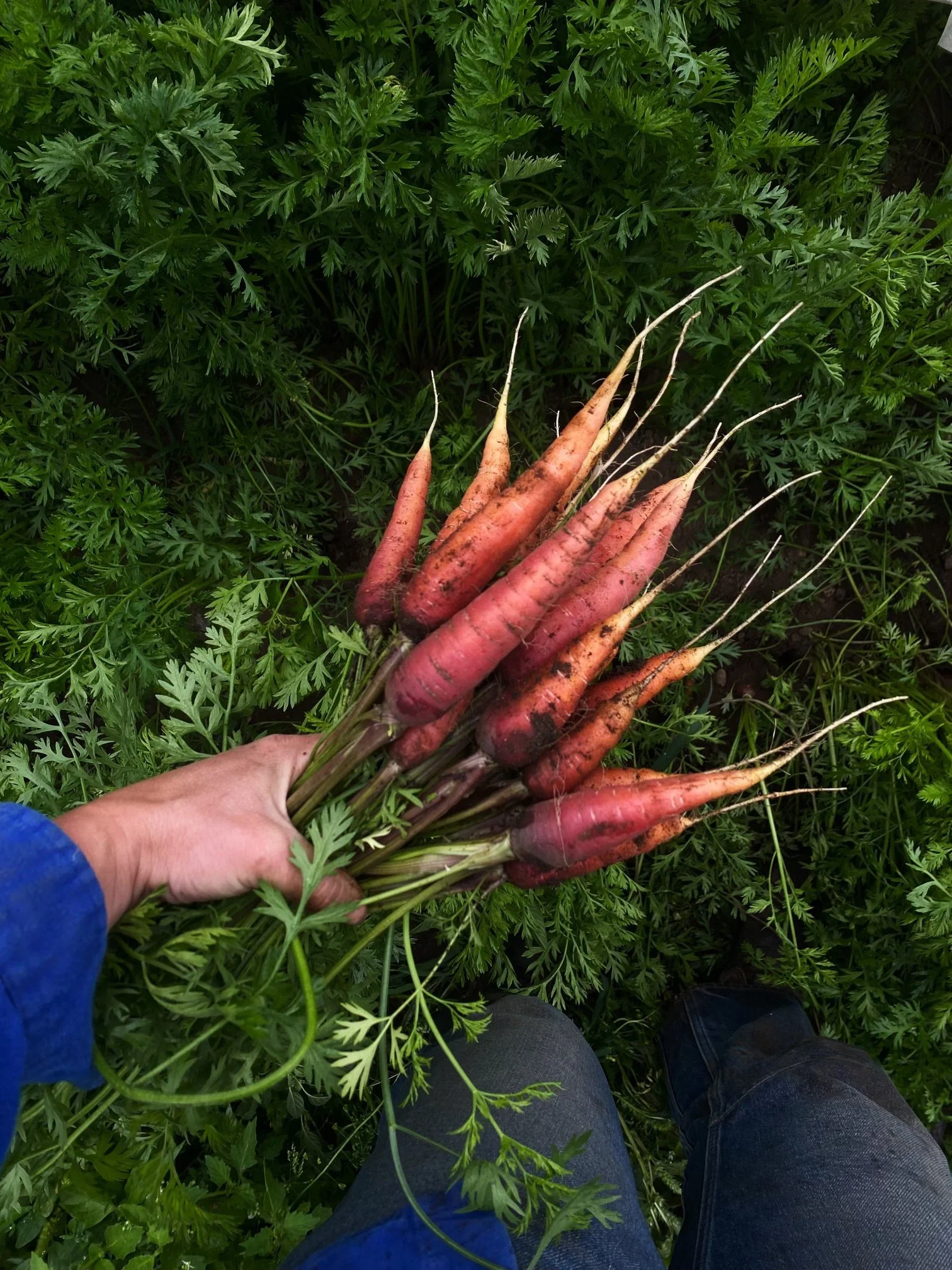 Carrots.jpg