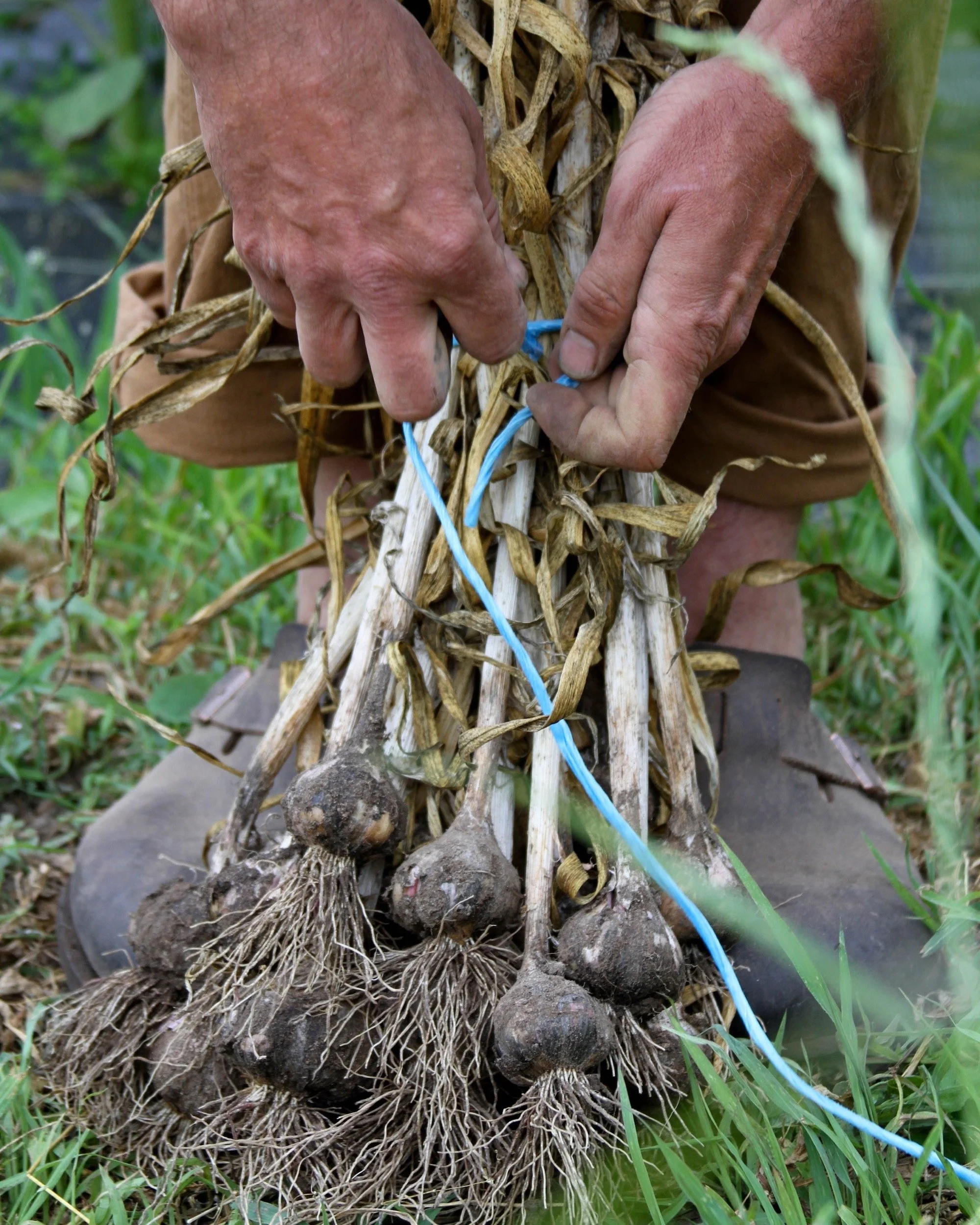 garlic and hands.jpg