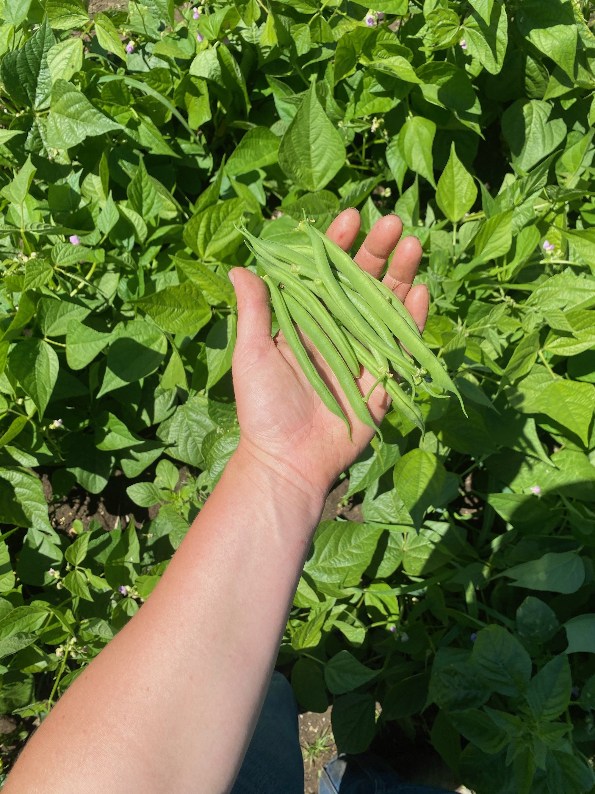 green beans.jpg