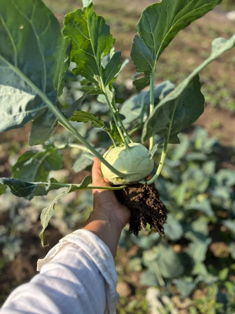 FullSizeRender (3).jpeg