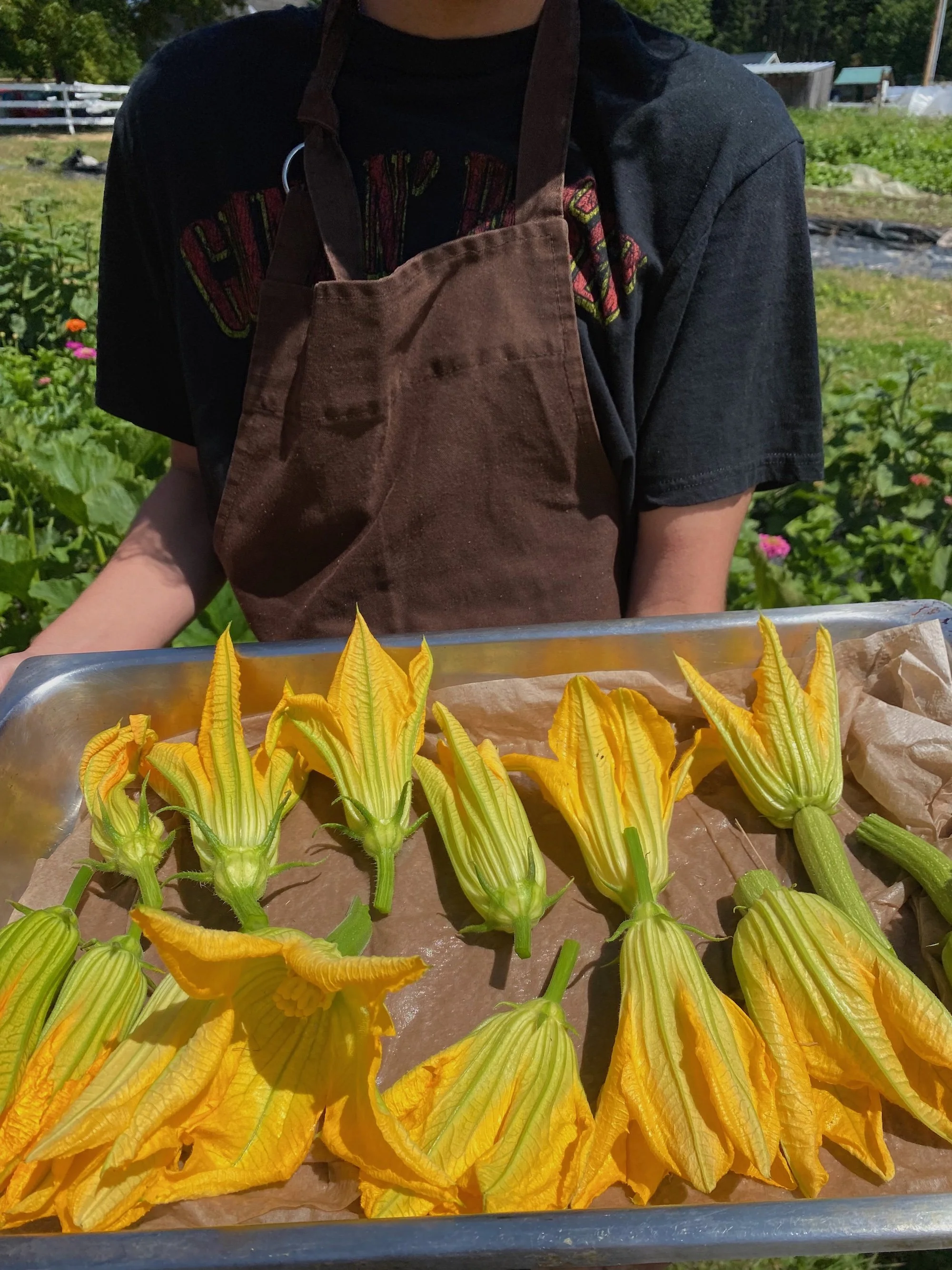 Alex squash blossoms.jpg