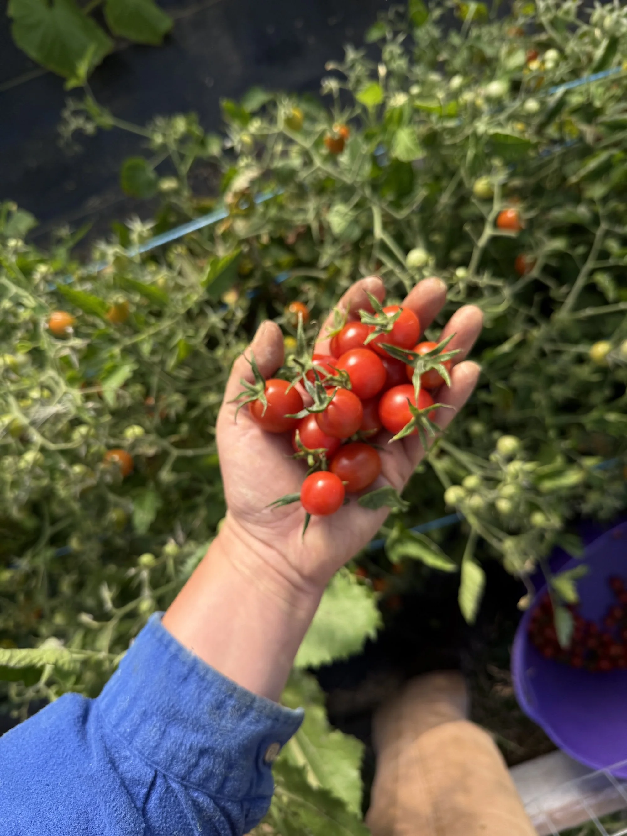 cherry tomatoes right size.jpg