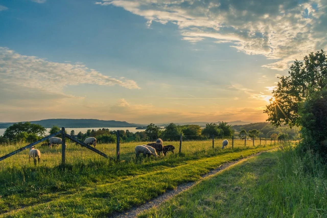 6 Questions Before Buying A Farm In Australia