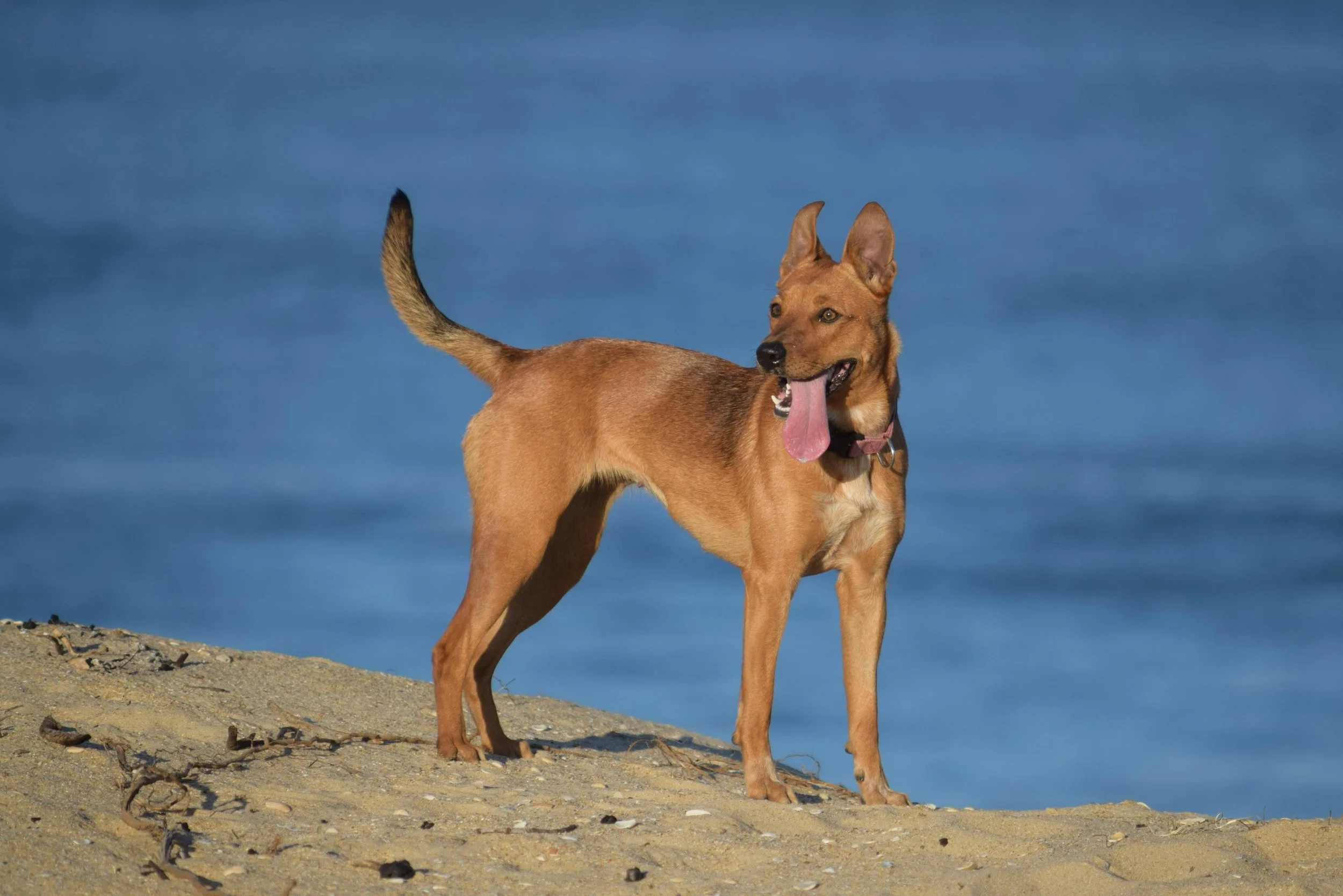 The Rarest Dog Breeds in the World: What Makes Them Unique?