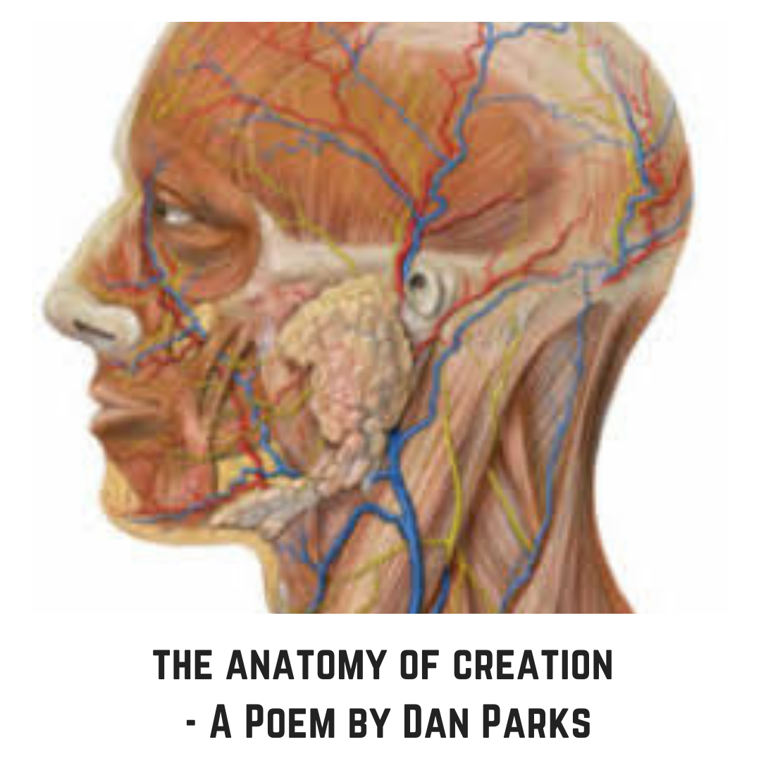 the anatomy of creation