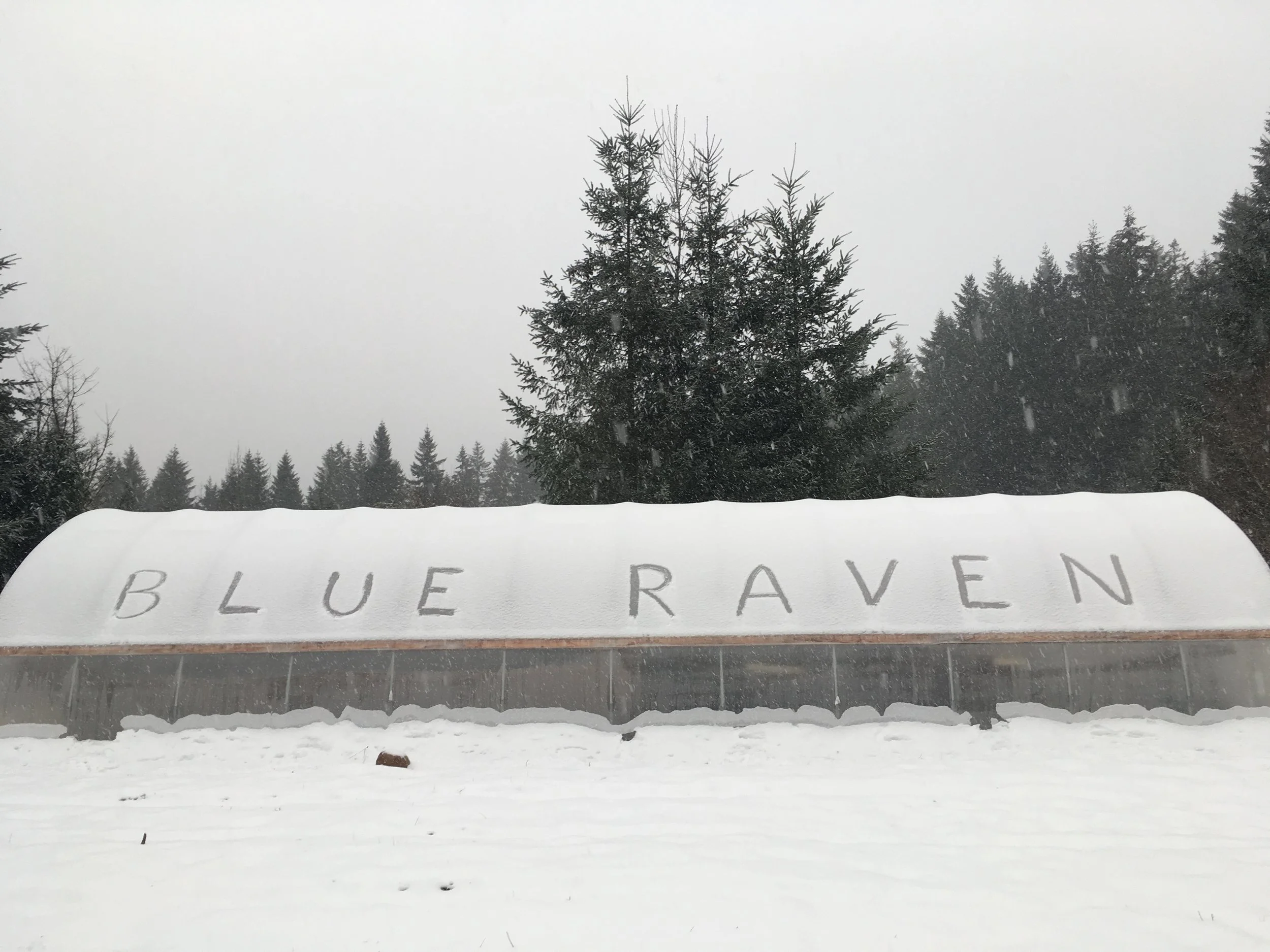 Greenhouse in snow