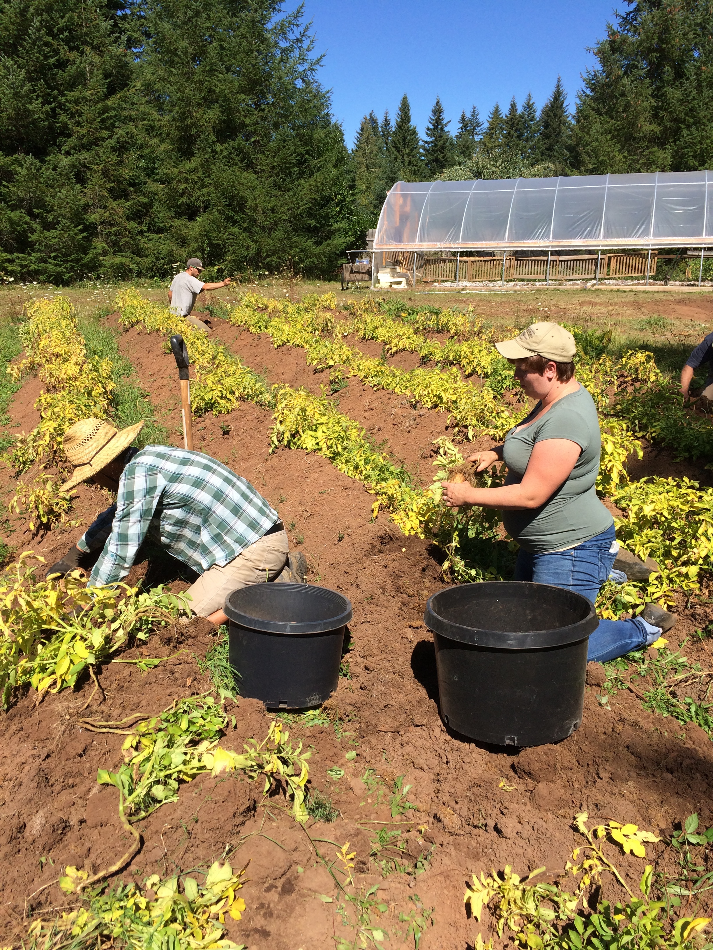 Potato harvest with students
