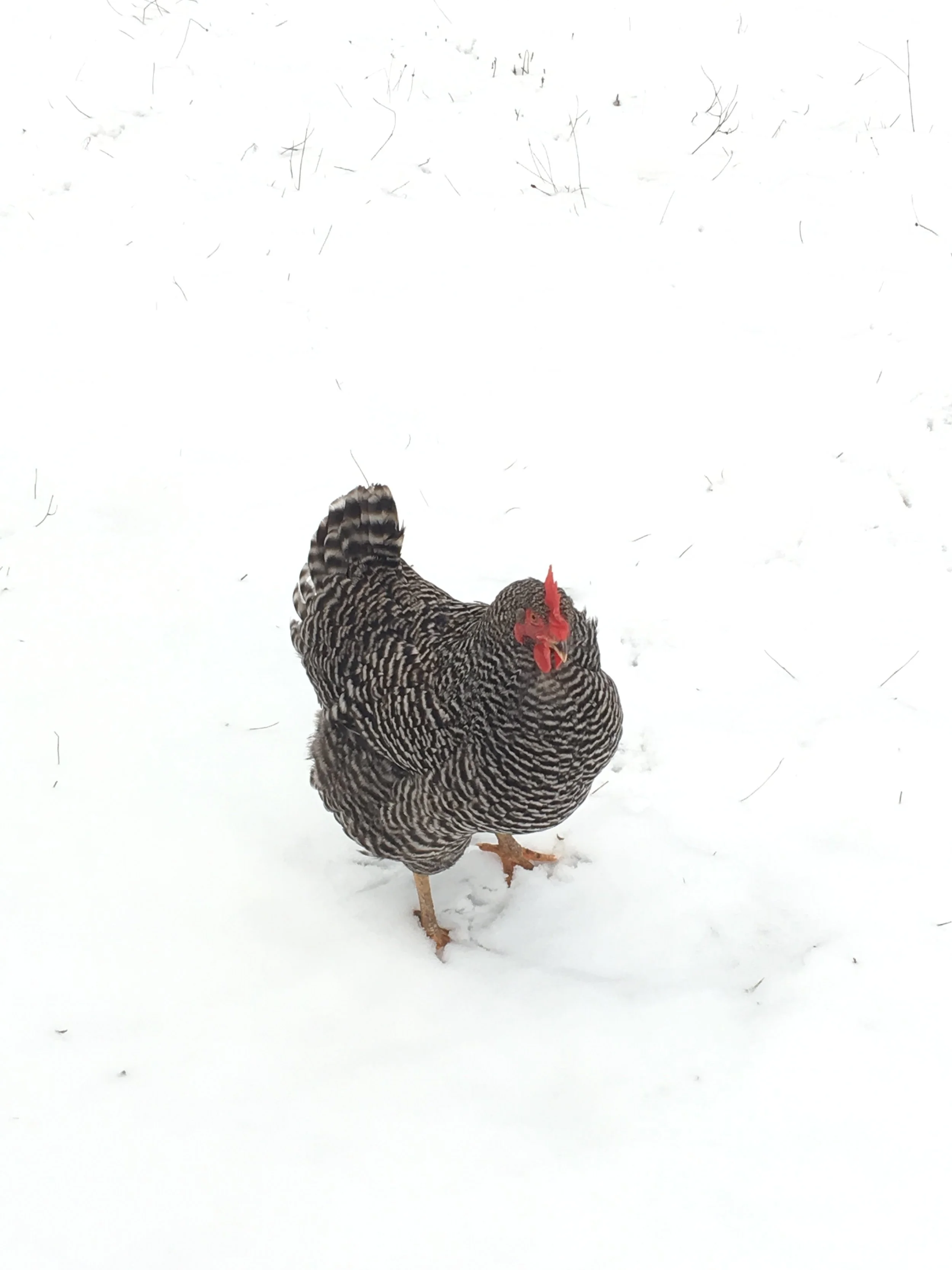 Chicken in snow