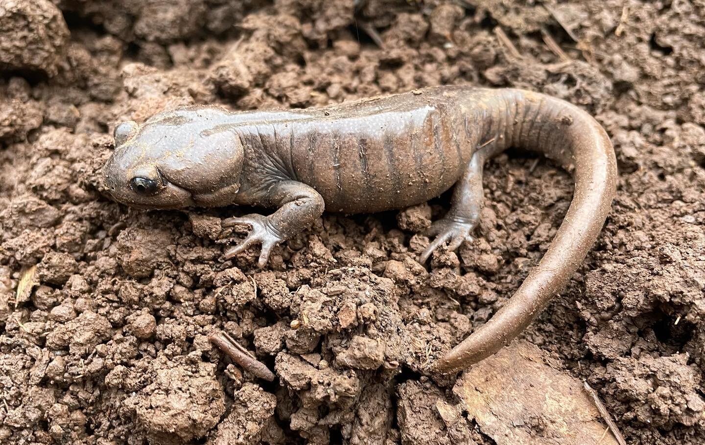 Found this salamander under one of our tarped beds last week! 

A healthy soil ecosystem is teaming with life- visible as well as microscopic. Our goal at Blue Raven these past six years has been to disturb the soil as little as possible to help fost