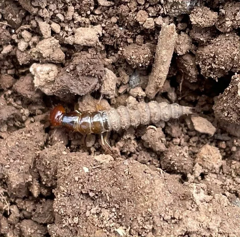 I love these guys so much, that we were almost Rove Beetle Farm. Rove beetles are voracious soil predators that consume root maggots, slugs, slug eggs, and even symphylans! 

The rove beetle is one of the initial reasons I transitioned to a no till s