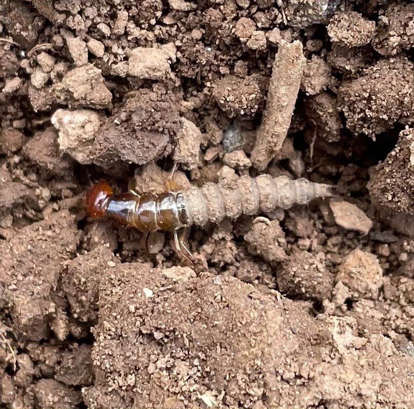 I love these guys so much, that we were almost Rove Beetle Farm. Rove beetles are voracious soil predators that consume root maggots, slugs, slug eggs, and even symphylans! 

The rove beetle is one of the initial reasons I transitioned to a no till s