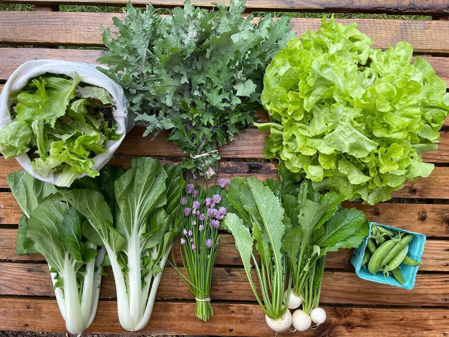 CSA Week 1: Red Ursa kale, bok choi, peas, salad mix, panisse head lettuce, hakurei turnips and flowering chives.
 Feeling so much gratitude for the resilience of our plants and soil through such a challenging spring and for the community that has he