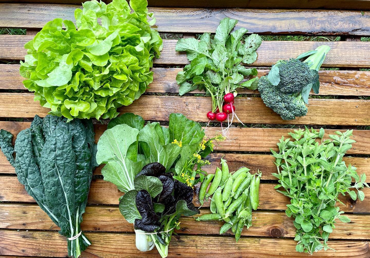 CSA week 2: &lsquo;galisse&rsquo; head lettuce, kale, broccoli, bok choi, choi sum, purple tatsoi, sugar snap peas, radishes, and oregano.  #csa #notill #notillfarming #pnwfarm #soilhealth #soil #soilbiology #regenerativeagriculture #regenerativefarm