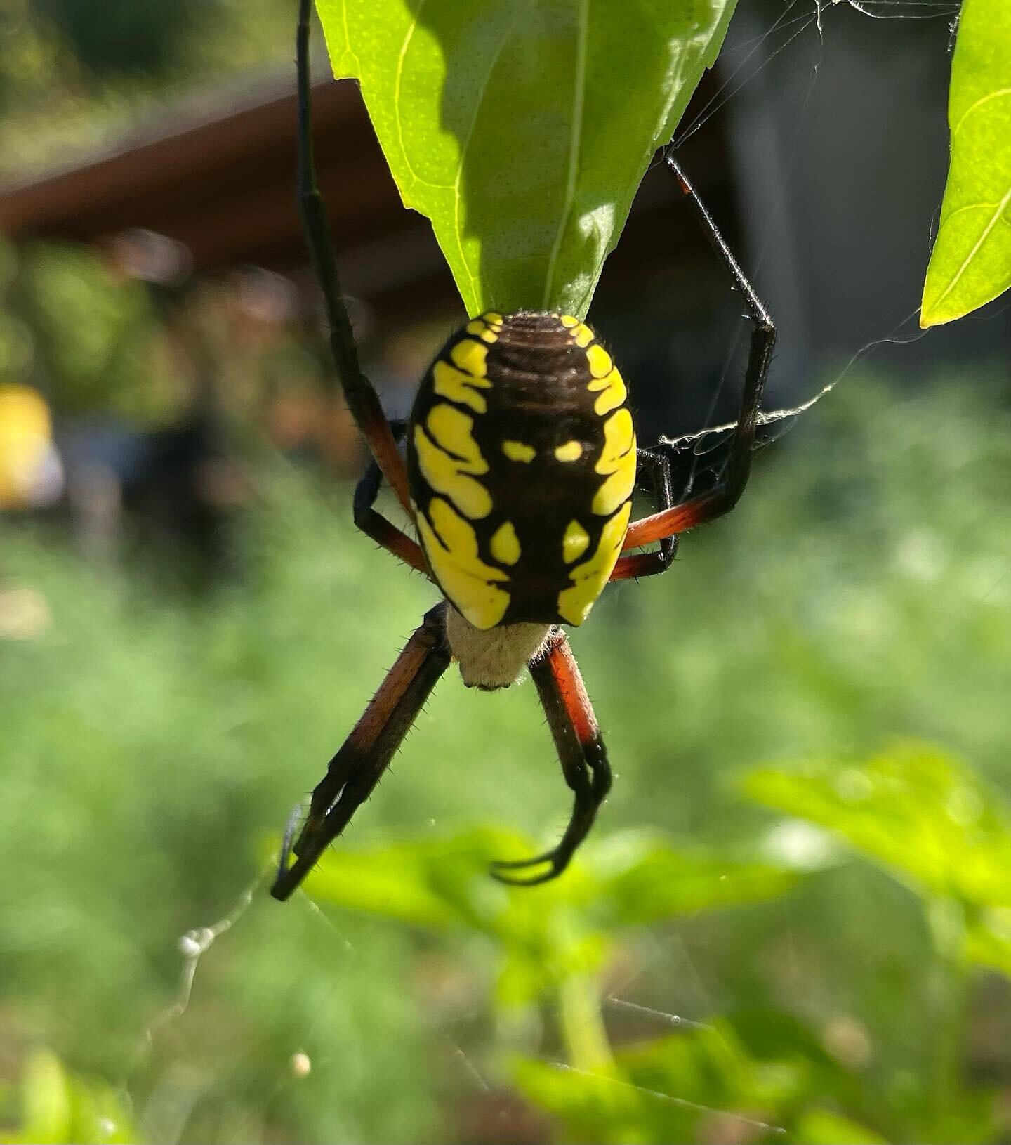 Found this gorgeous yellow garden spider while harvesting basil yesterday. It&rsquo;s web spans across 6 basil plants- none of which I dare disturb. Beautiful. 
#spider #pnwfarm #regenerativeagriculture #regenerativefarming #farmlife #farmcritters #n