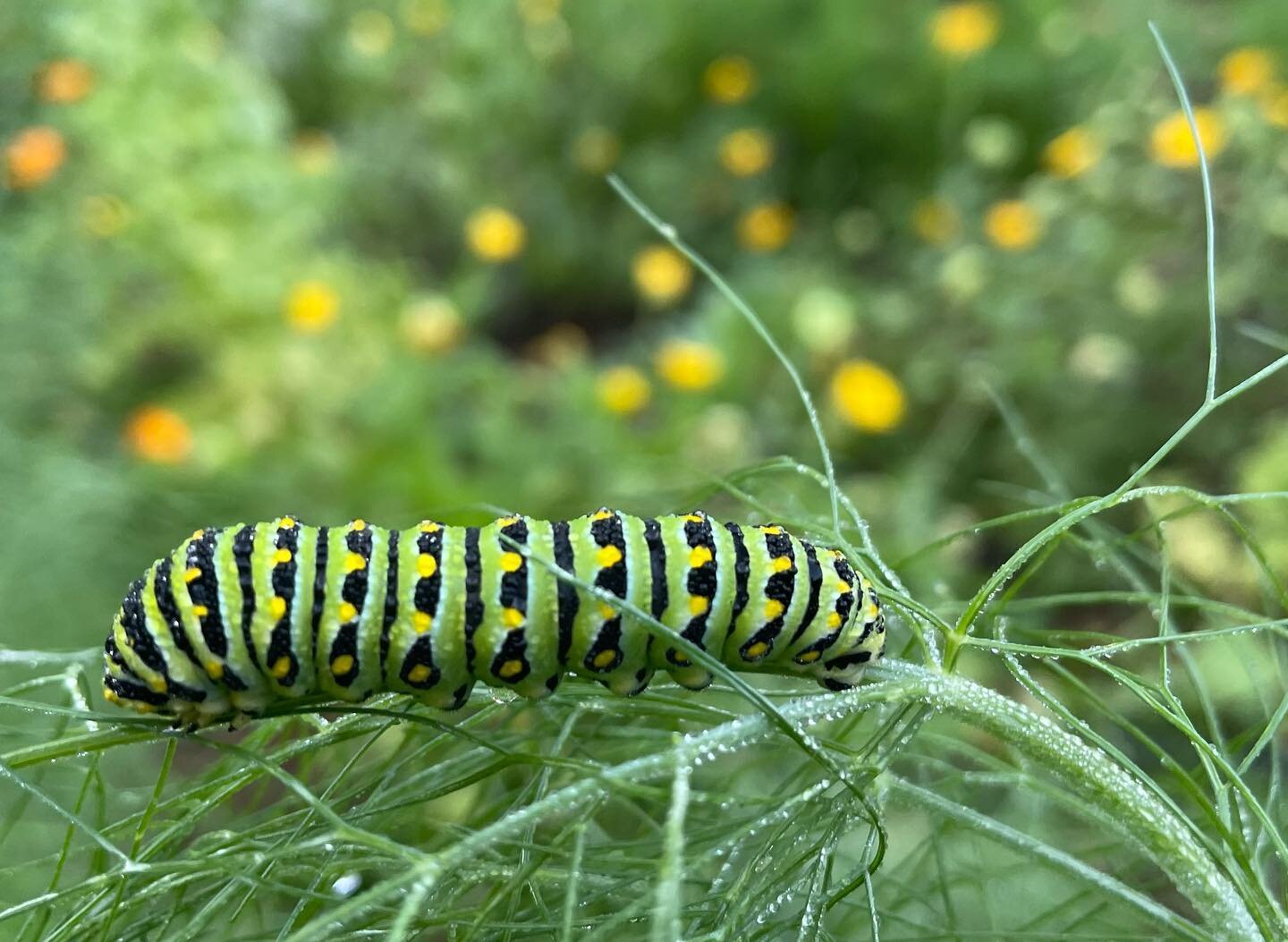 Swallowtail caterpillars, a rove beetle eating a winter cut worm, and a Northwestern salamander hanging out in a crimped bed of oat/pea mulch are the icing on the cake of what has been a phenomenal farm season. 

These are beautiful reminders of just