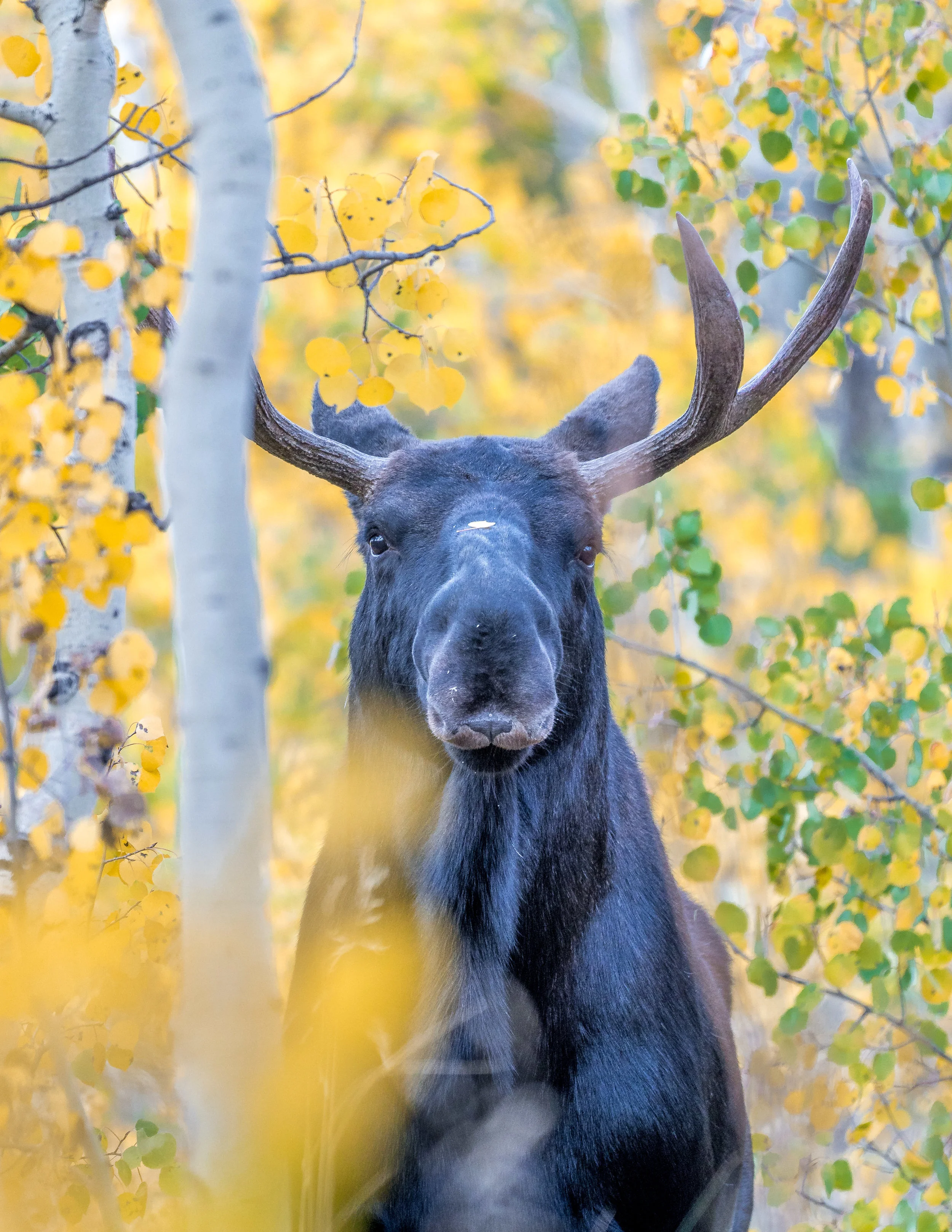 Aspen Moose