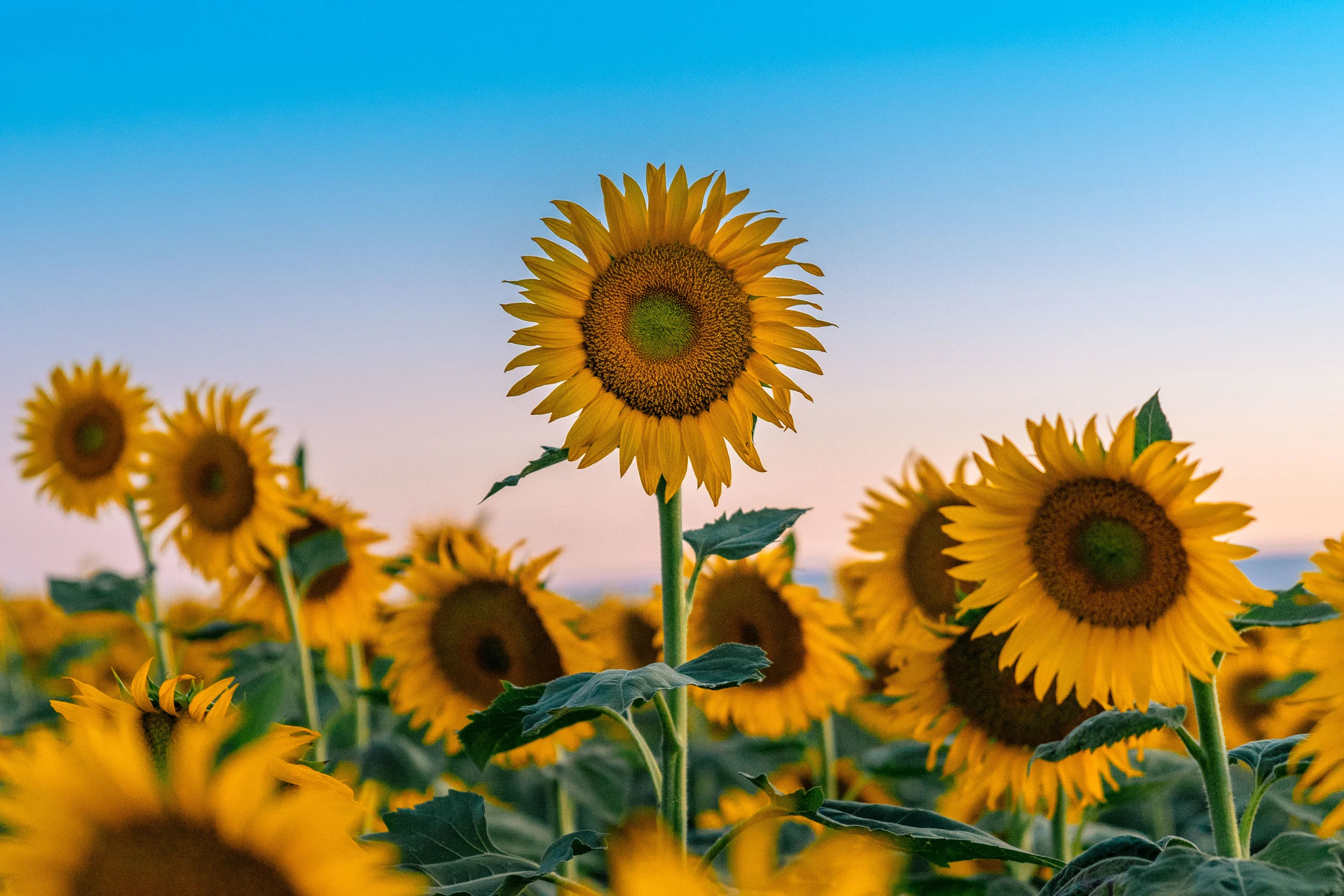 Sunflower Sunset