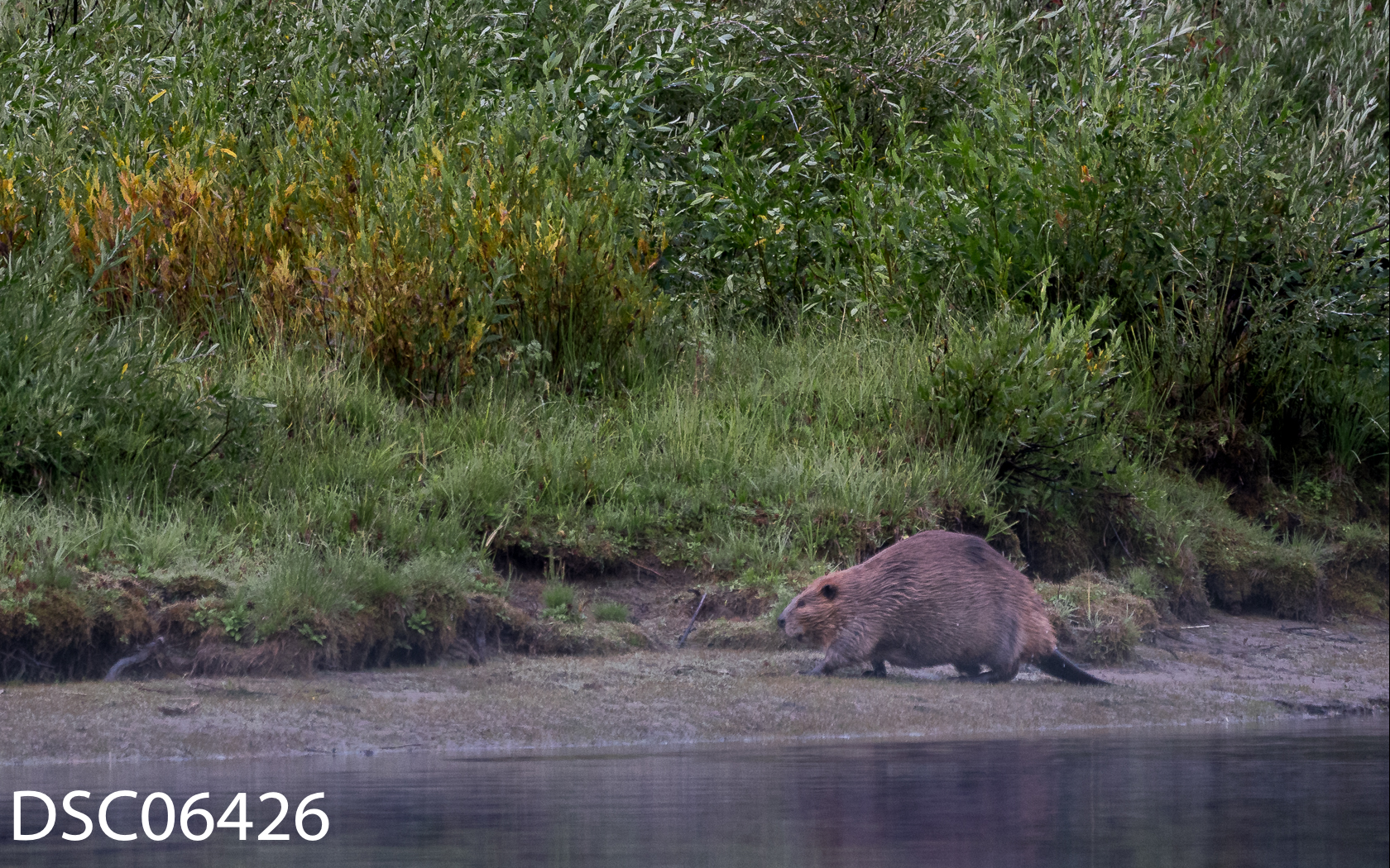 Other Wildlife-03.jpg