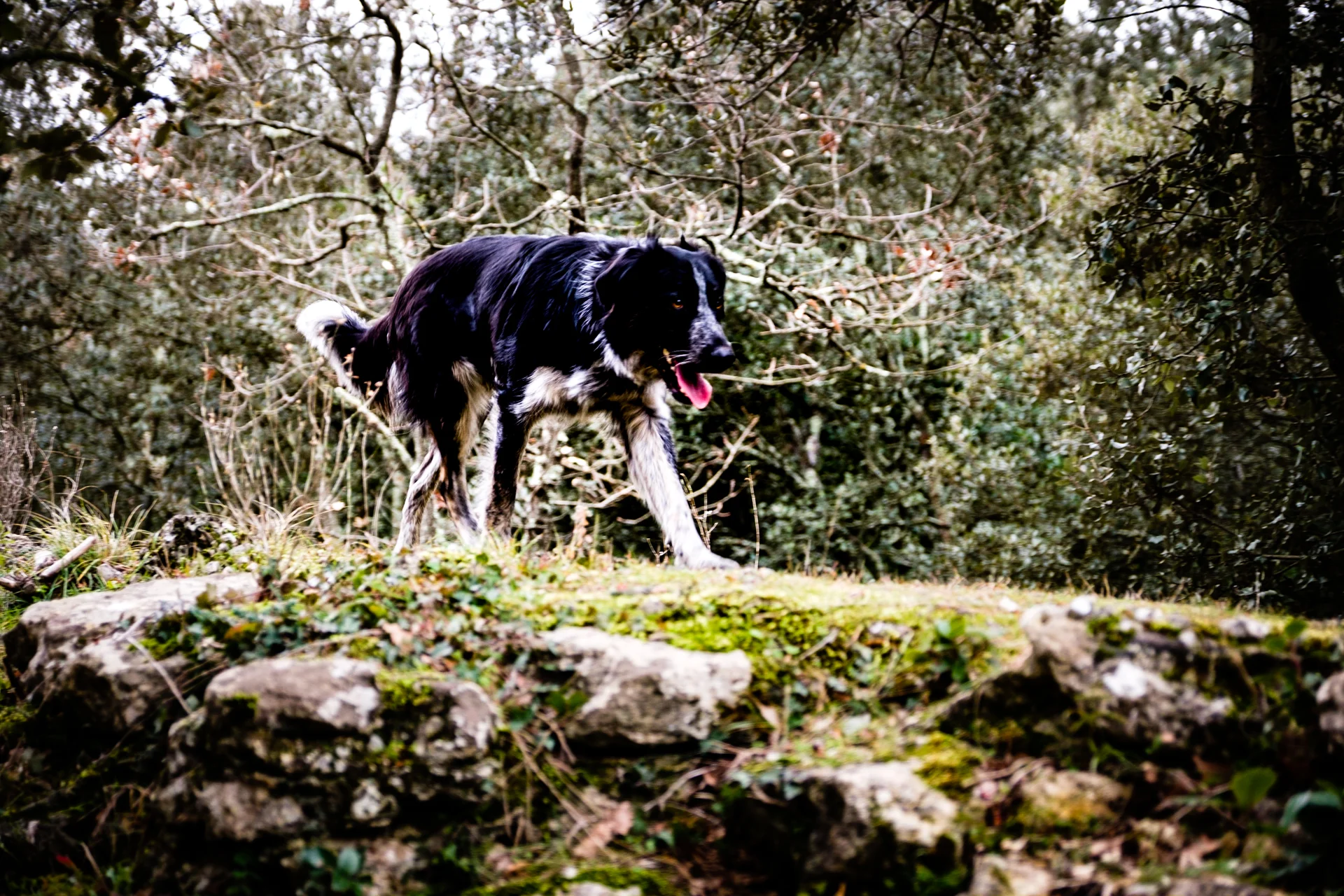 And Cookie the Aquedog