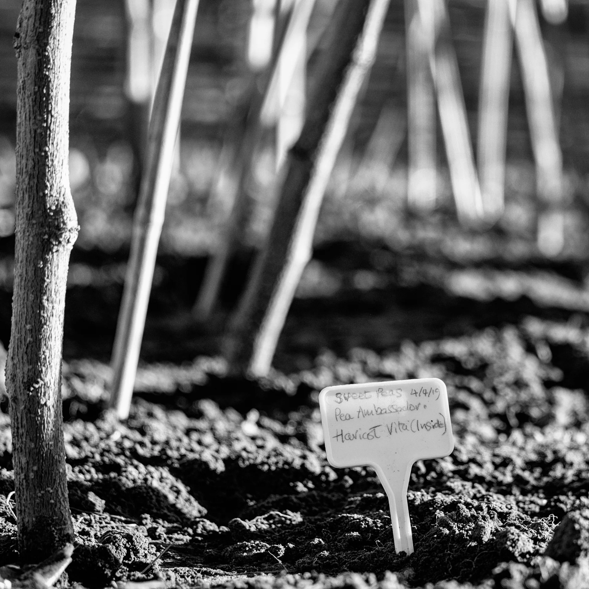 Garden Project - 70 - DSCF0008-BNW copy.jpg