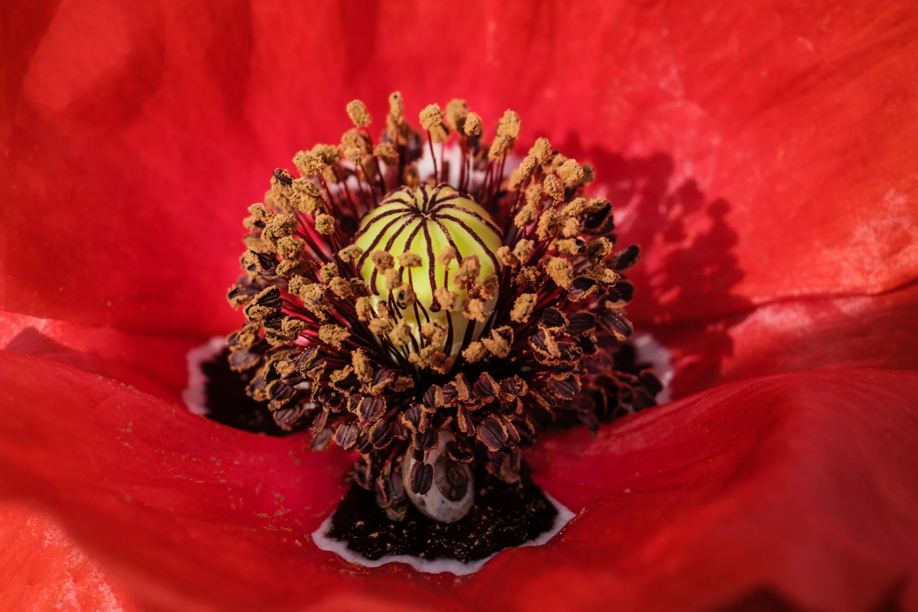 The heart of a poppy, host to a tiny traveller.
