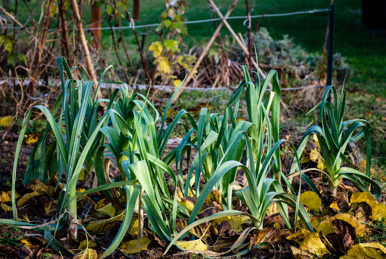 Garden Project - 559 - DSCF1156 copy.jpg