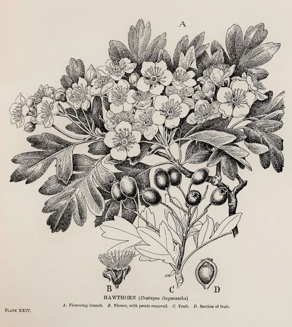1909 Botanical Print by C. F. Newall