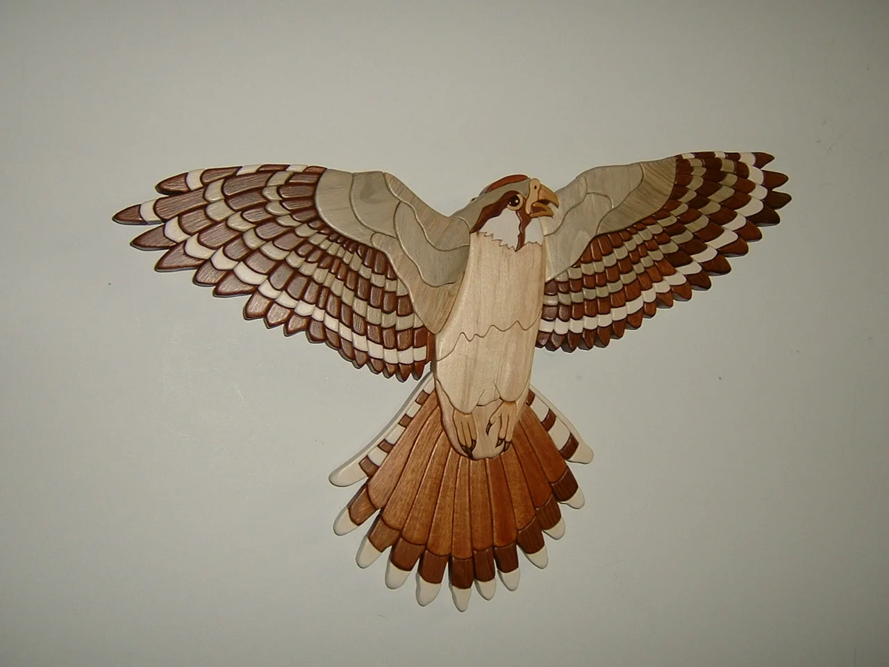 Kestrel Falcon