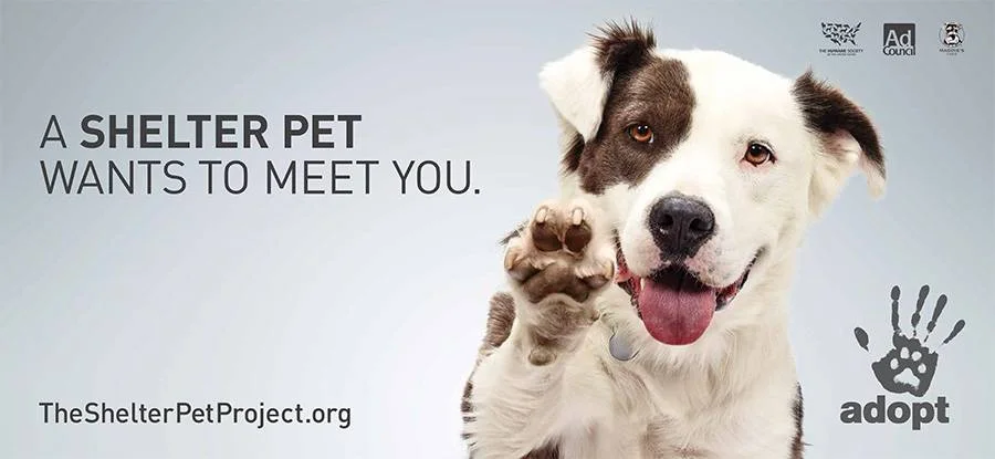 10153379_R4_8sht_Dog_LR.jpg
