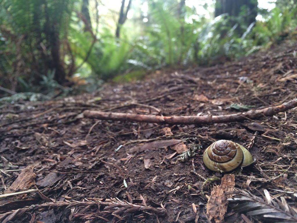 Forest floor, where mysteries live. From a visit to the redwoods a few years ago. 