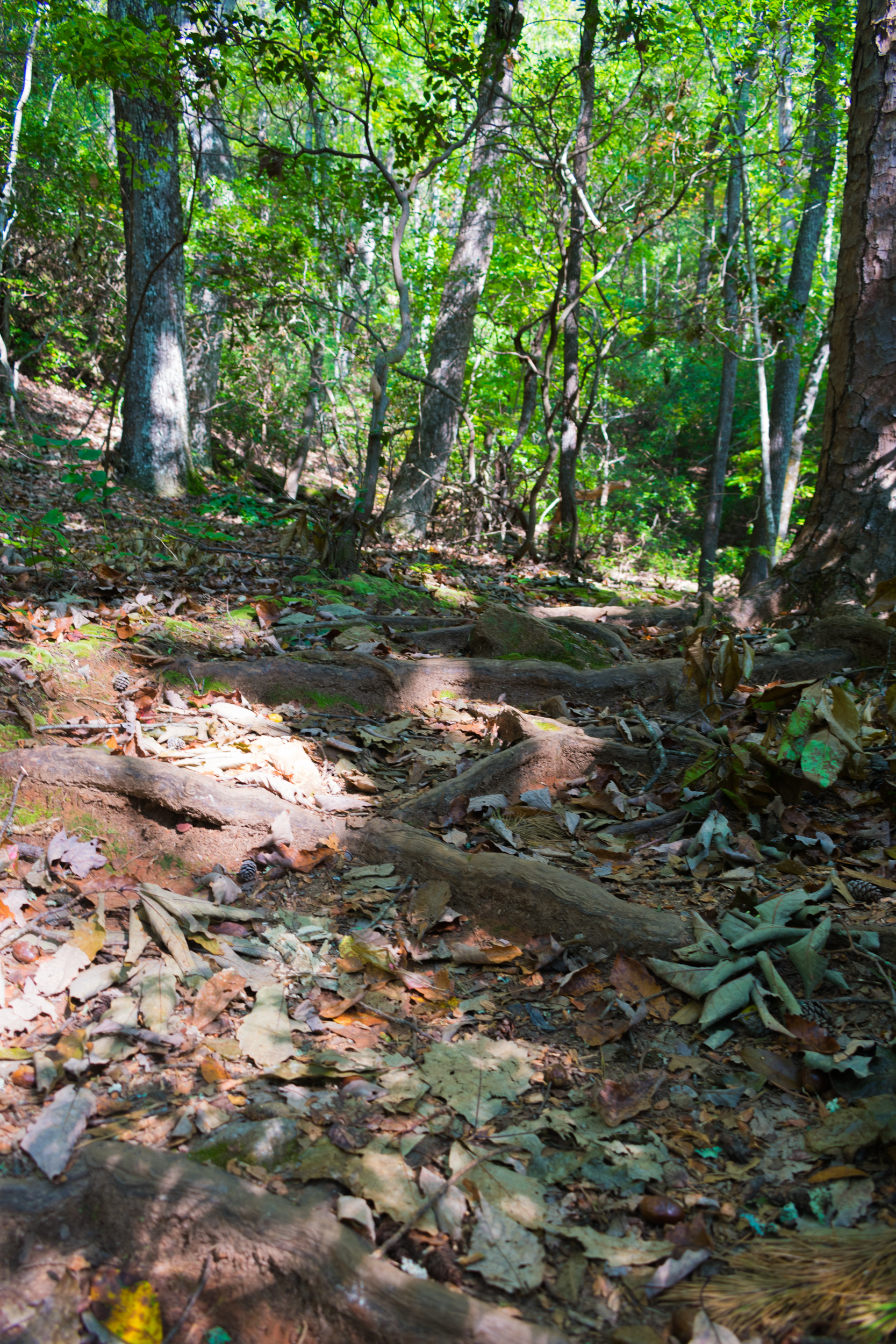 amicalola_falls-0816.jpg