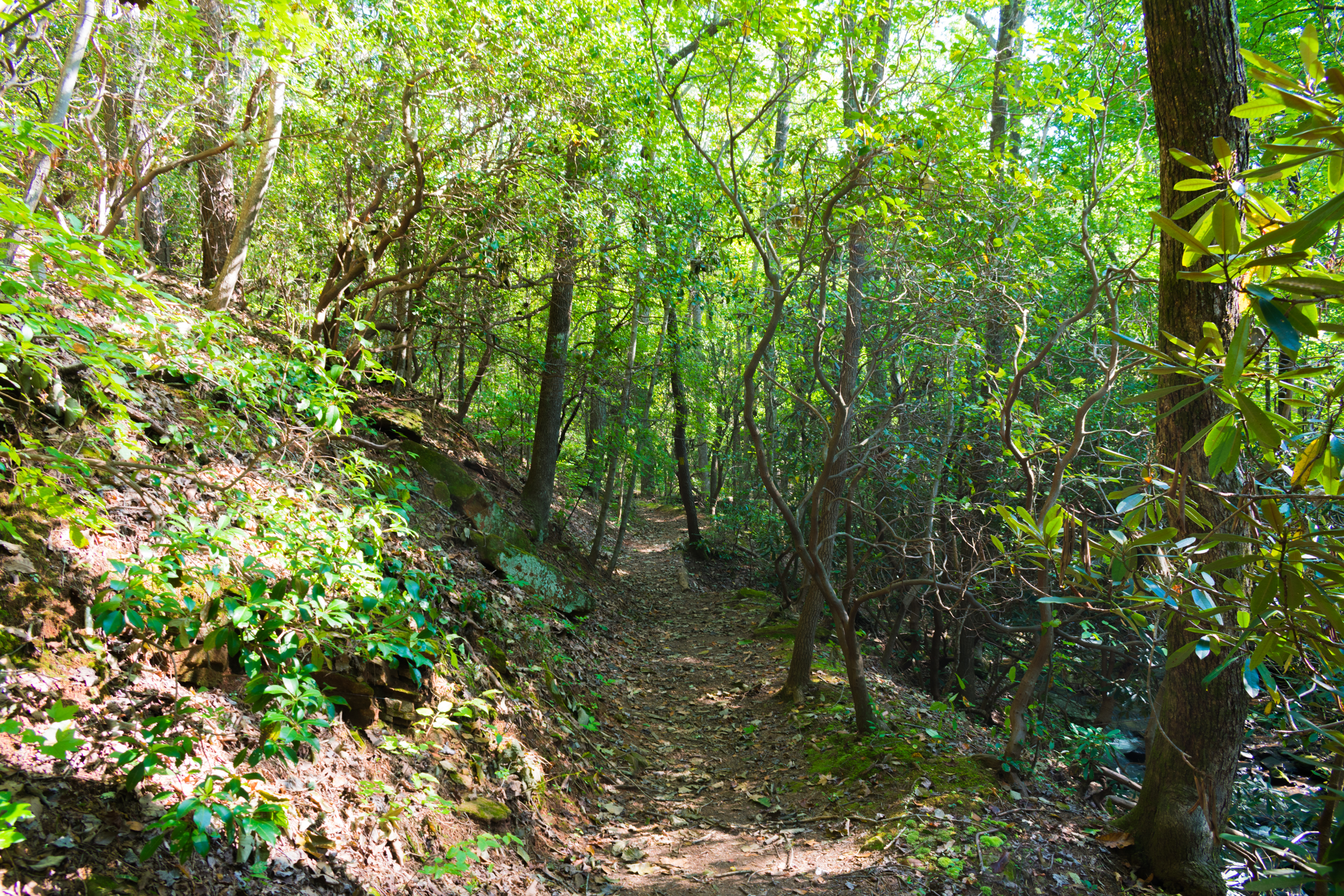 amicalola_falls-0809.jpg