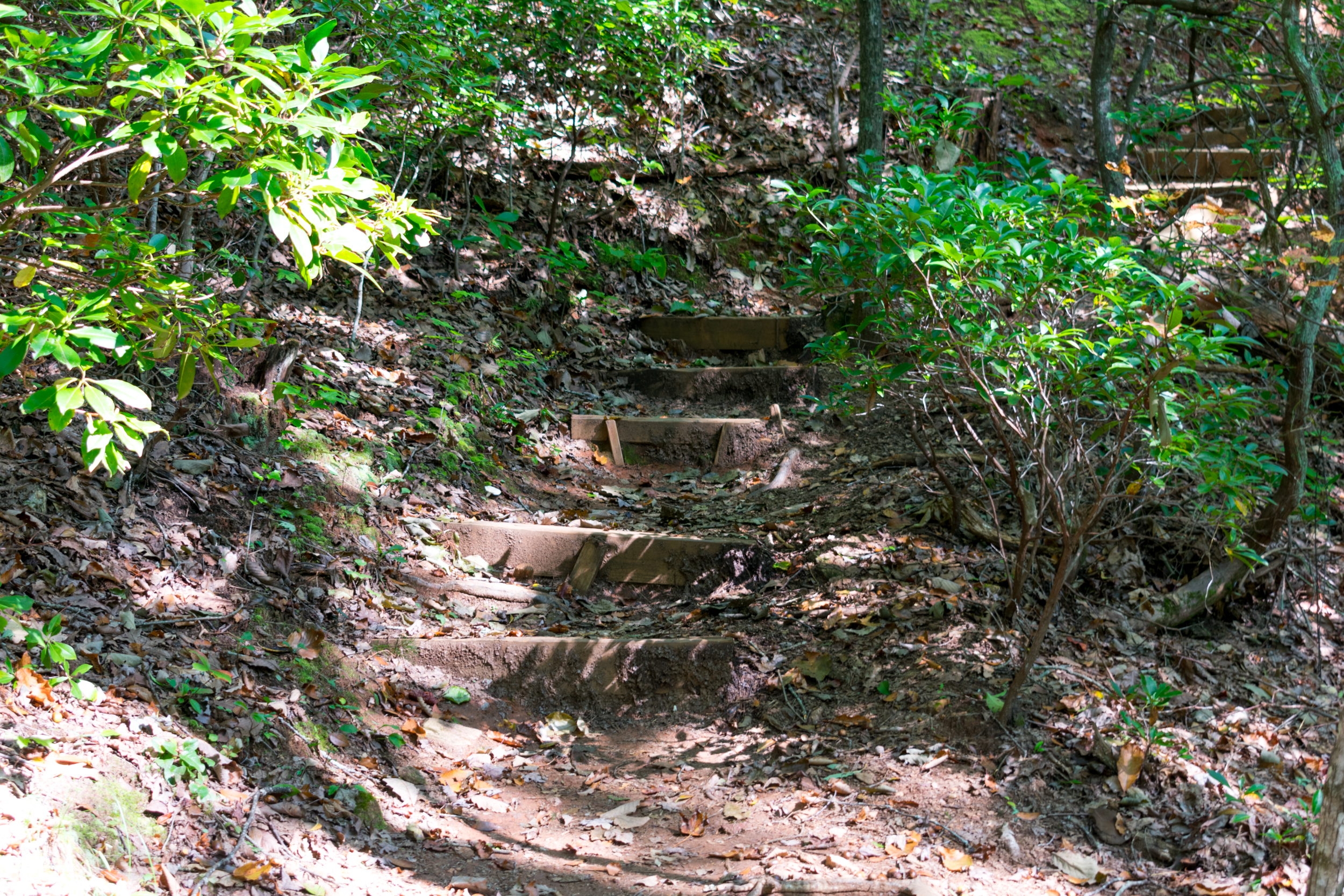 amicalola_falls-0817.jpg