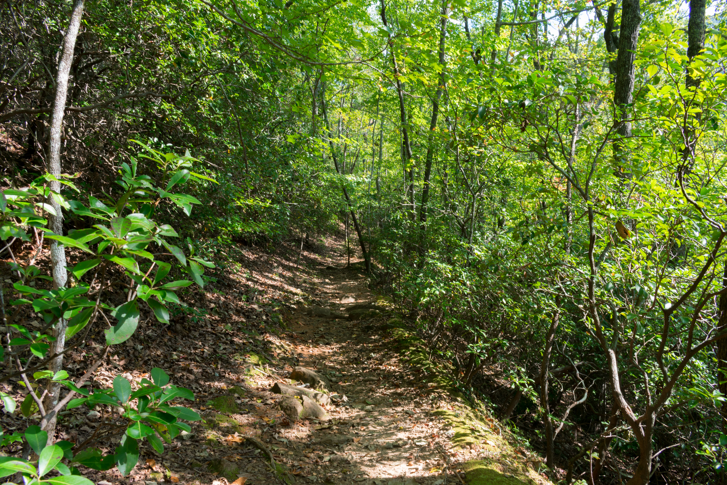 amicalola_falls-0834.jpg