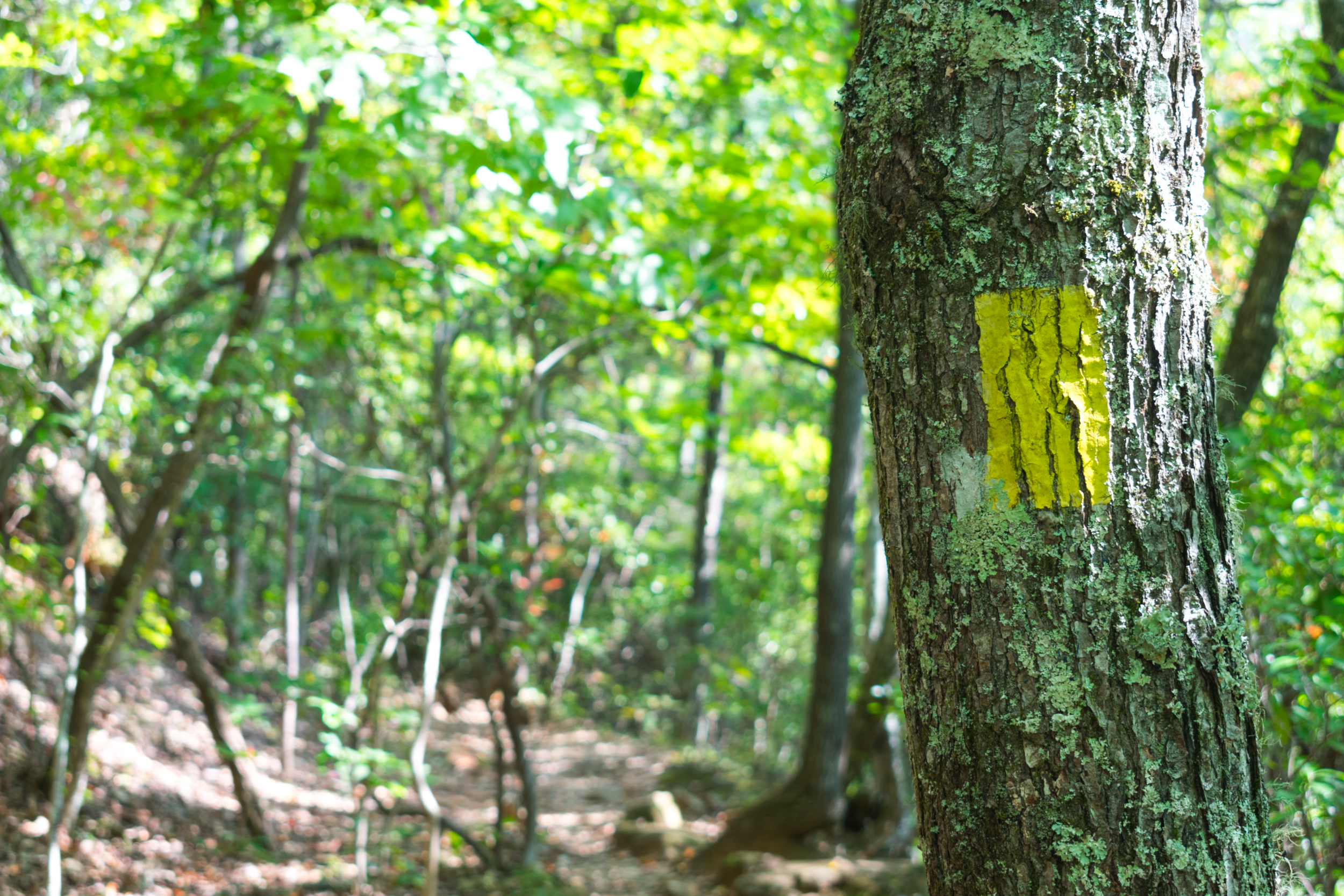 amicalola_falls-0837.jpg