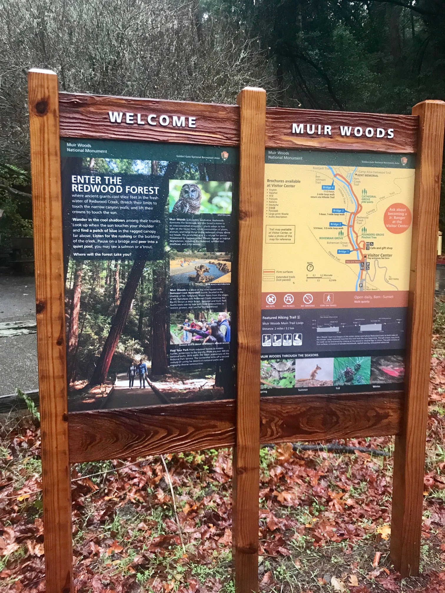 Muir Woods, Sonoma &amp; Napa Valley Tour Review with Extranomical Tours - At Muir Woods