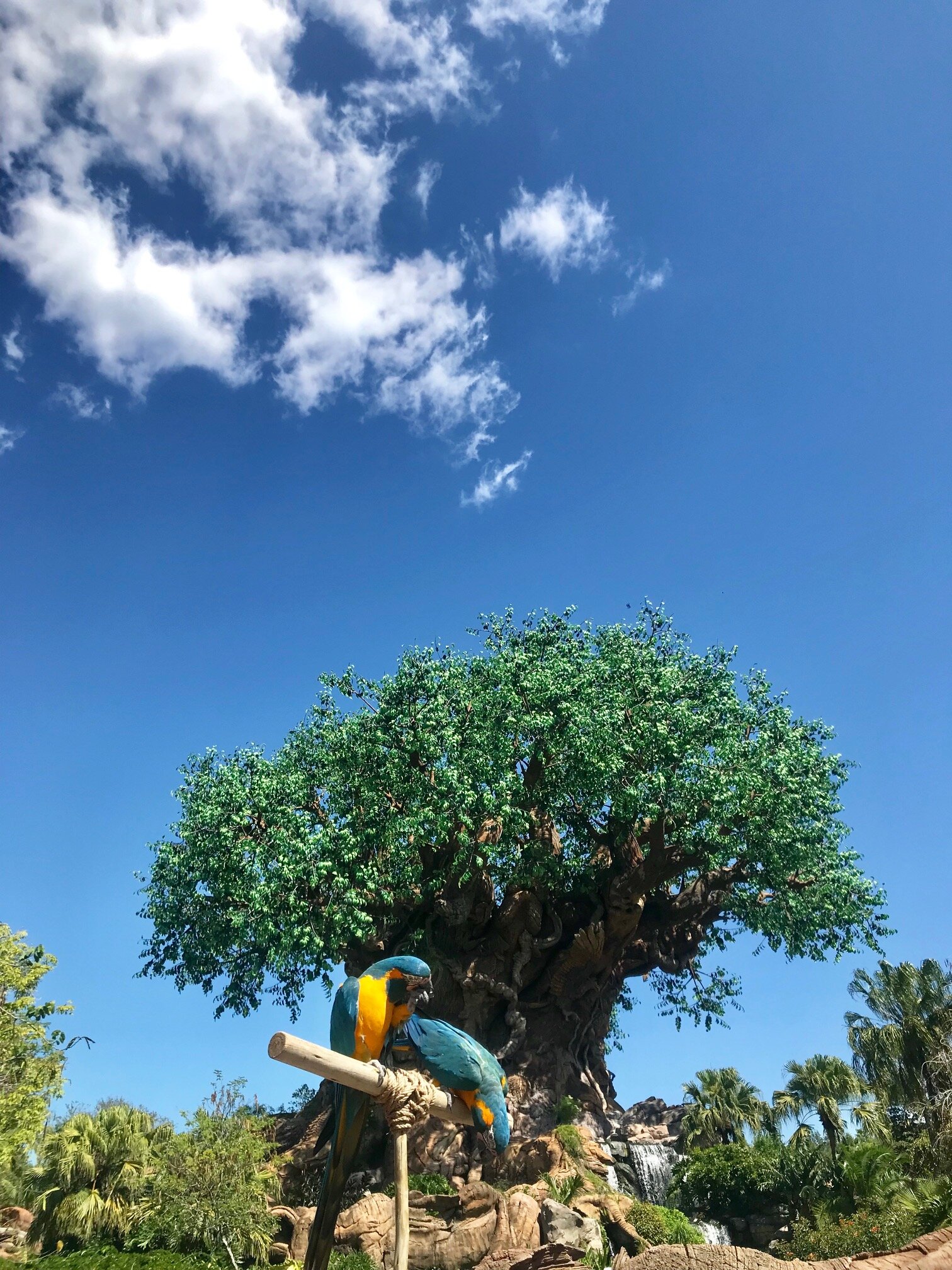 What to know on a first time trip to Walt Disney World, Florida: A bird show at Animal Kingdom