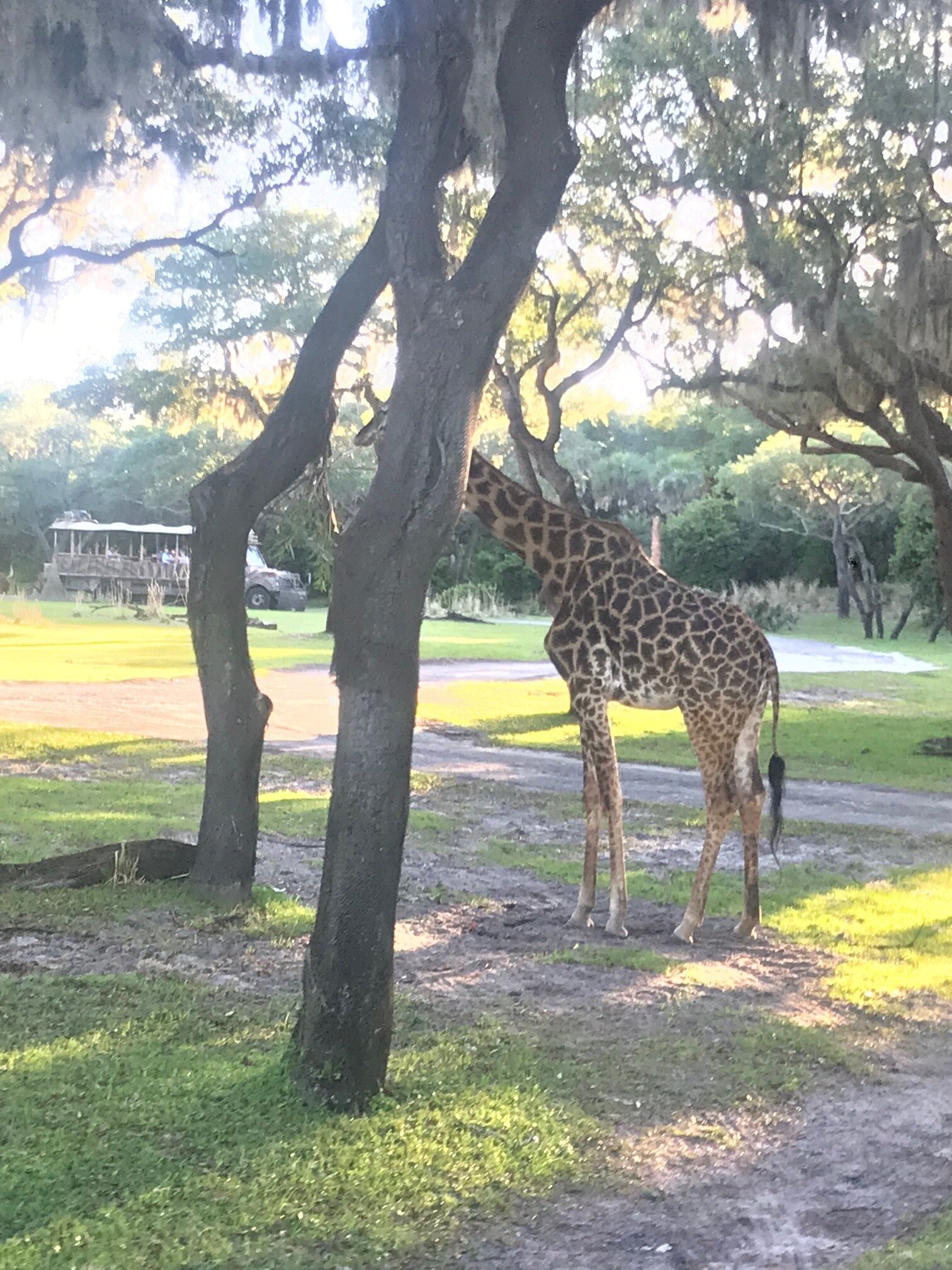 What to know on a first time trip to Walt Disney World, Florida: Safari at Animal Kingdom