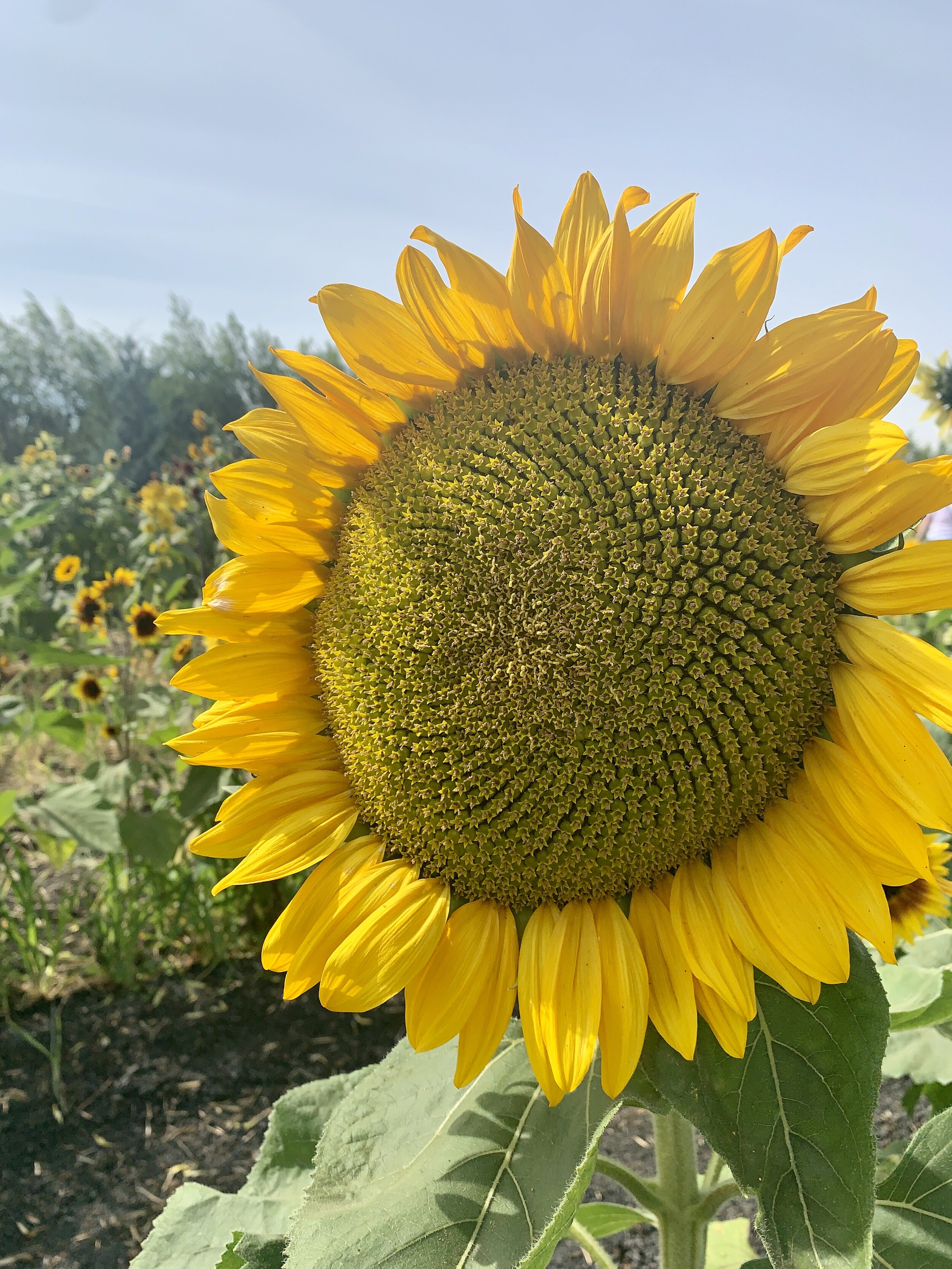 Swank Farms is the best pumpkin patch, sunflower fields and corn mazes near San Francisco and the Bay area. Sunflower fields in September and October in the bay area.JPG