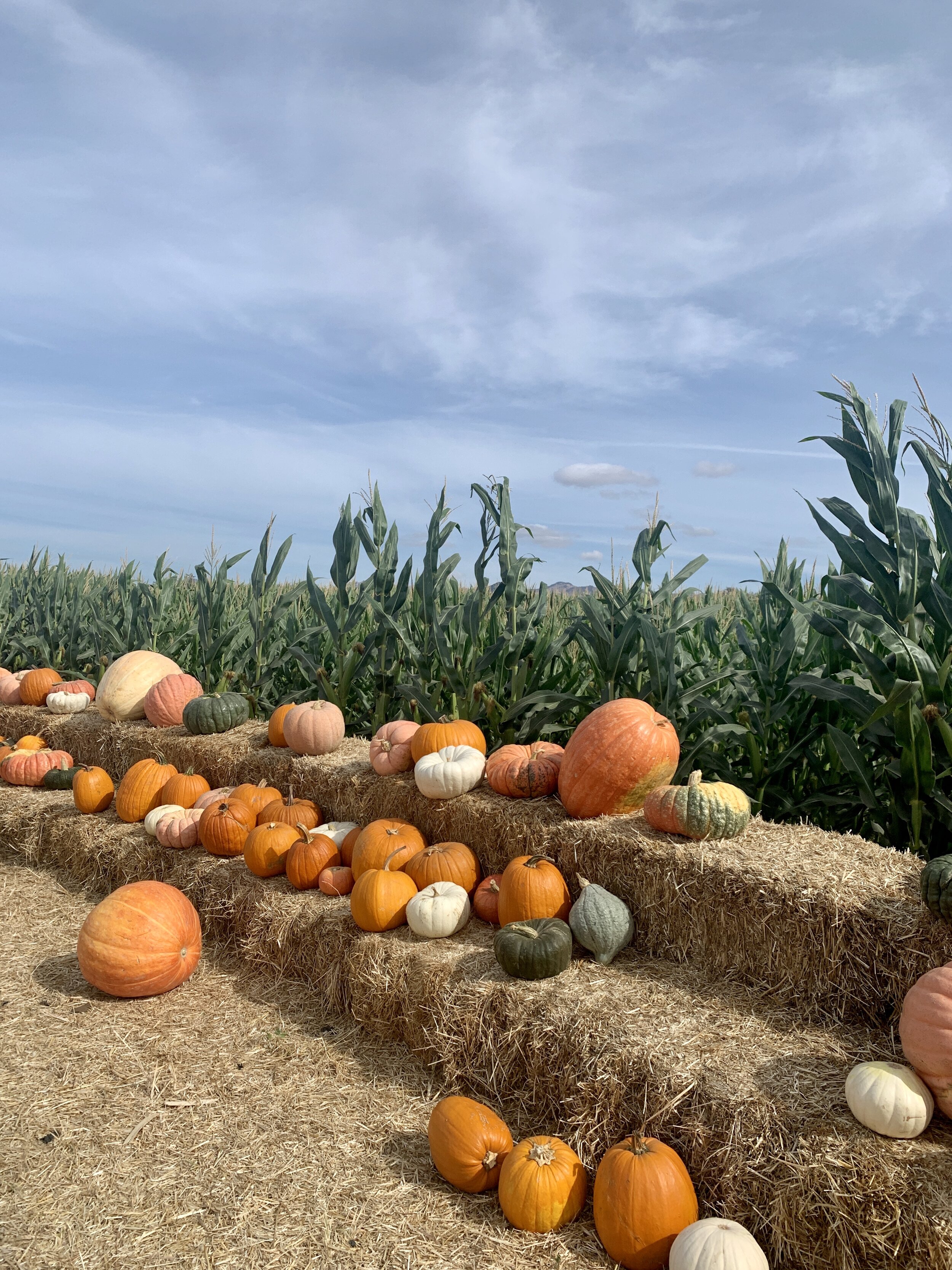 Swank Farms is the best pumpkin patch, sunflower fields and corn mazes near San Francisco and the Bay area. Swank Farms have a Fall Festival which is the perfect day trip from San Francisco, San Jose, Monterrey or Central California. The pumpkin pat…