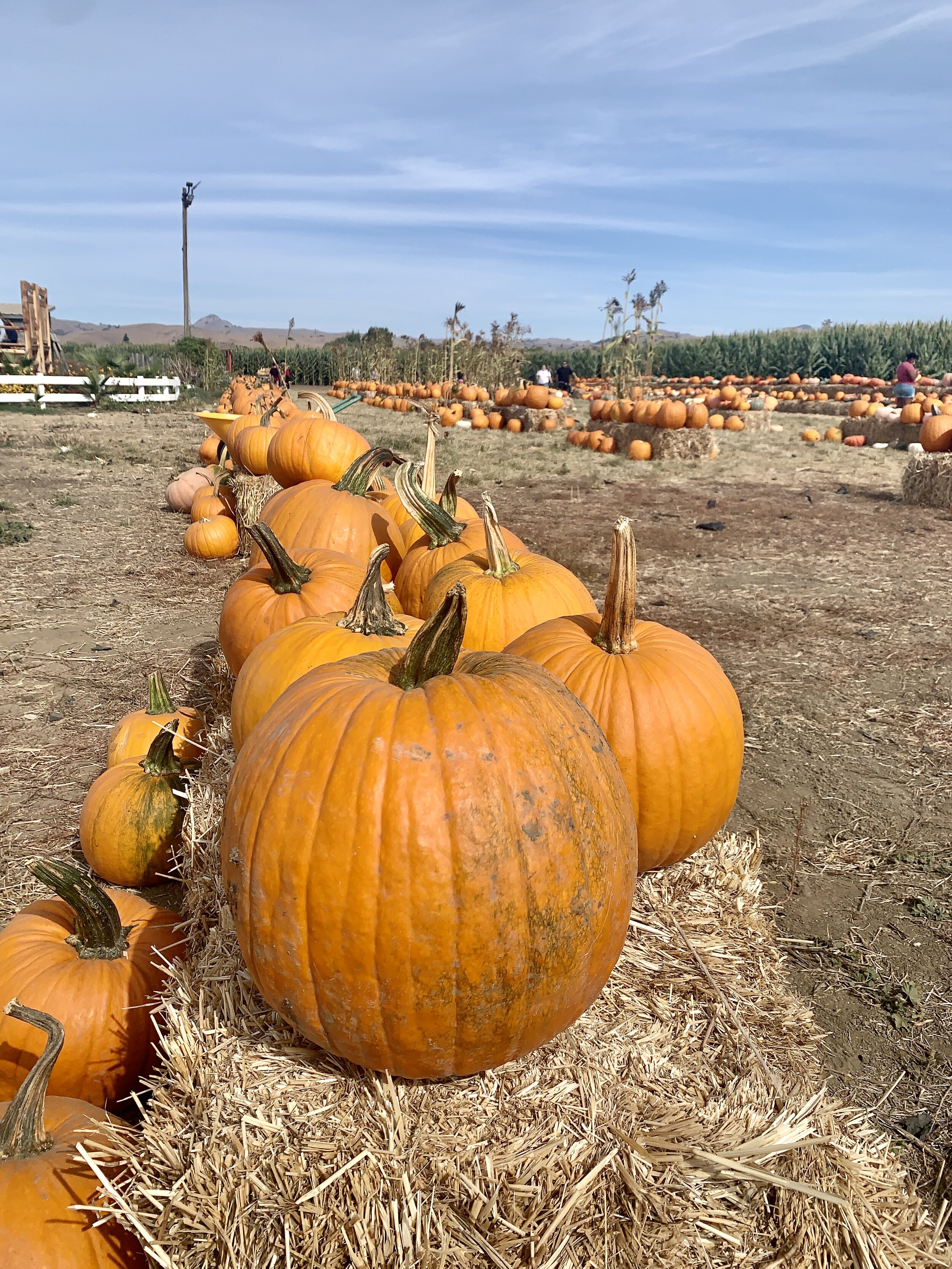 Swank Farms is the best pumpkin patch, sunflower fields and corn mazes near San Francisco and the Bay area. The perfect family day trip from San Francisco.JPG