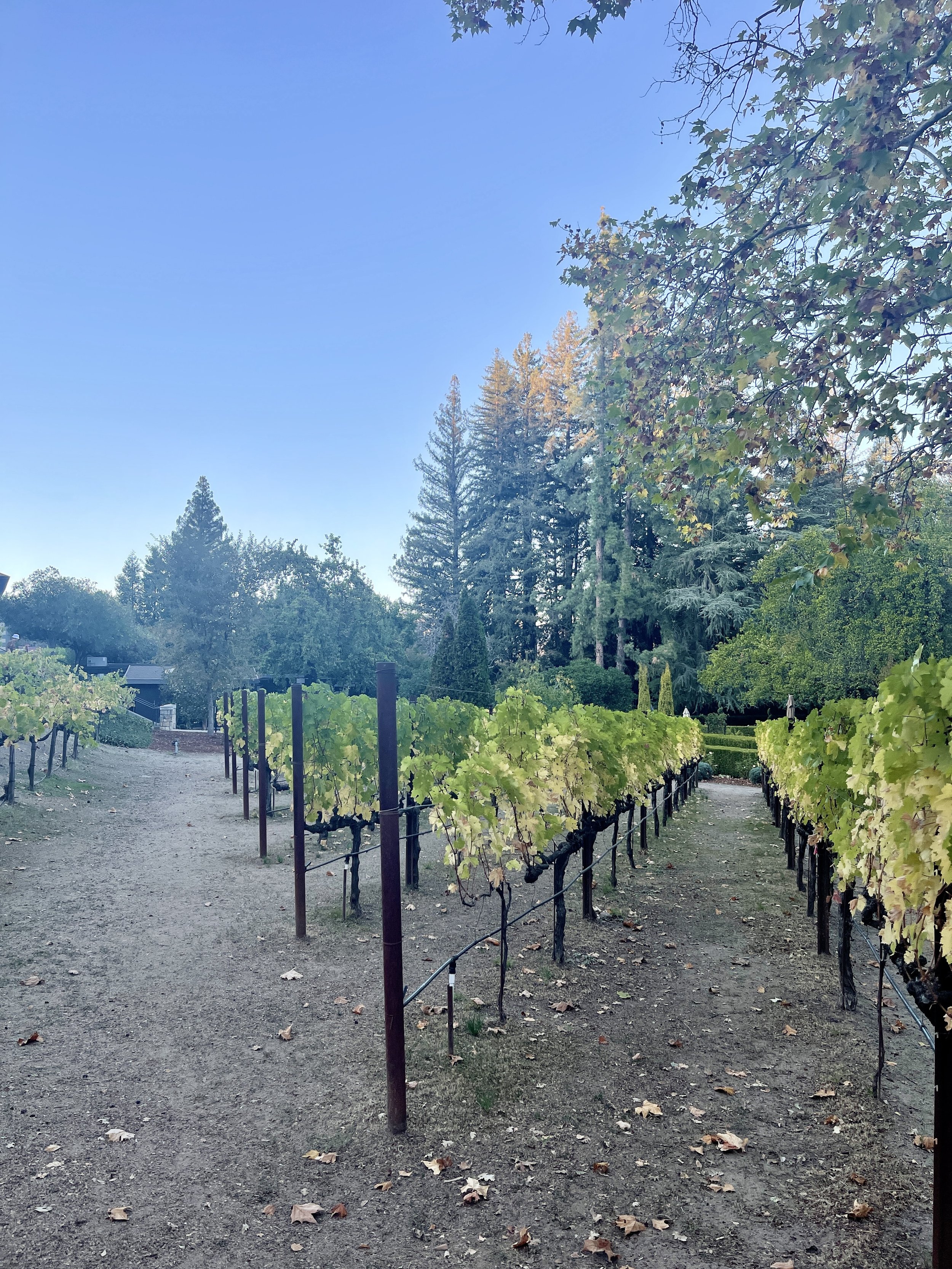 beringer wine review and beringer winery review napa valley
