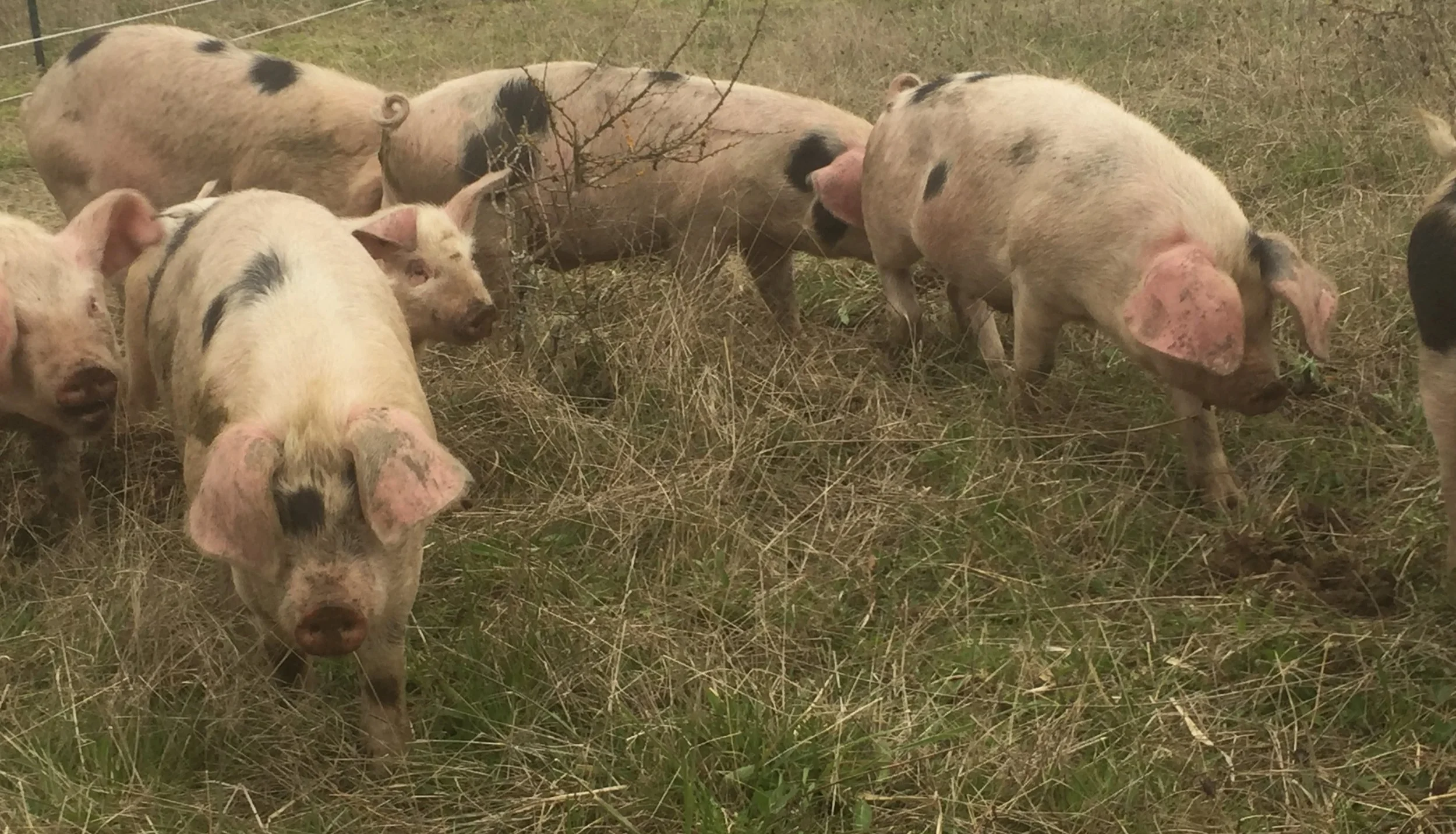 Young Heritage pigs on the farm. Source: Anchor Ranch Farm